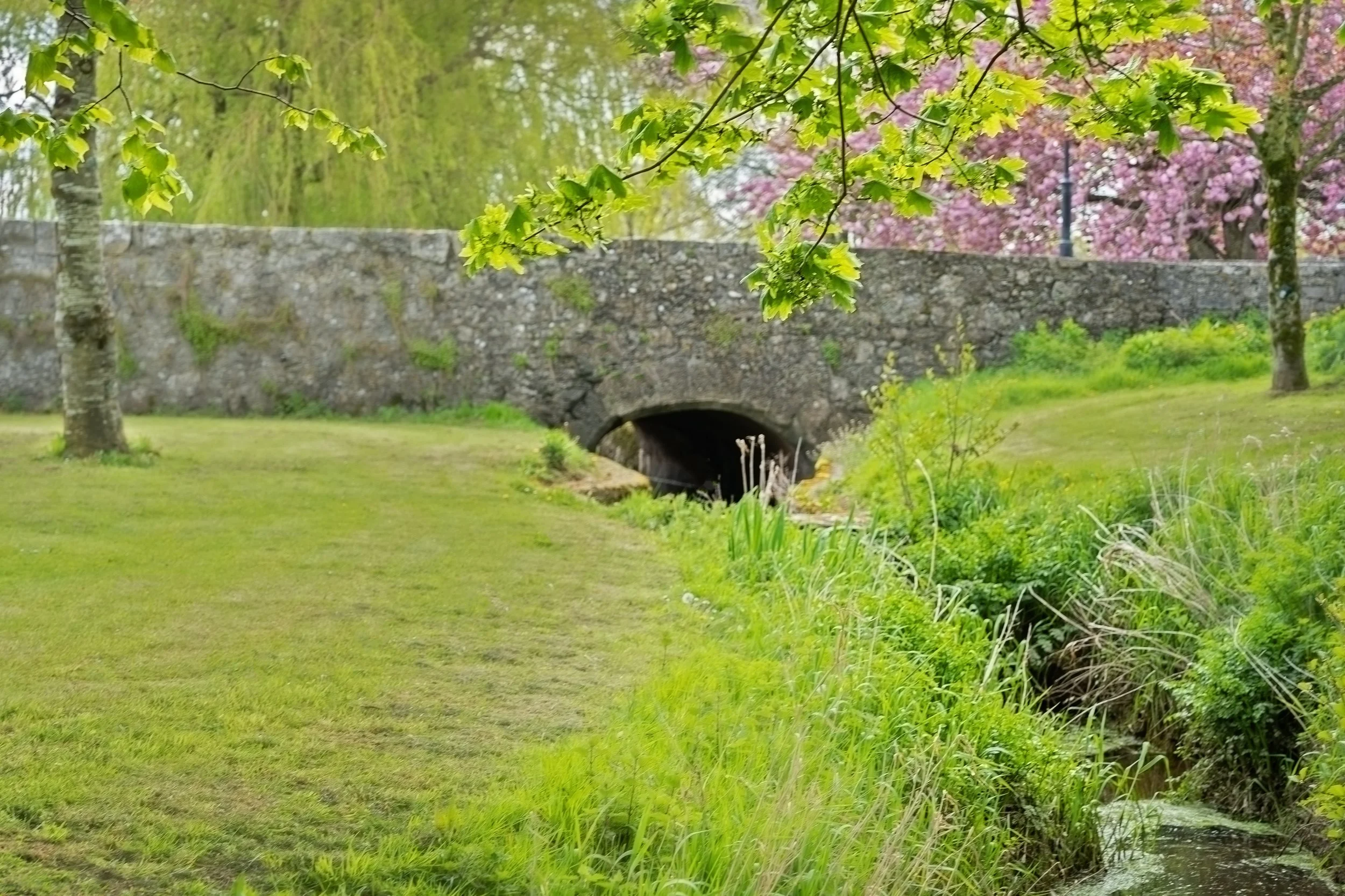 Golden - view to a little bridge, with blossom tree behind it