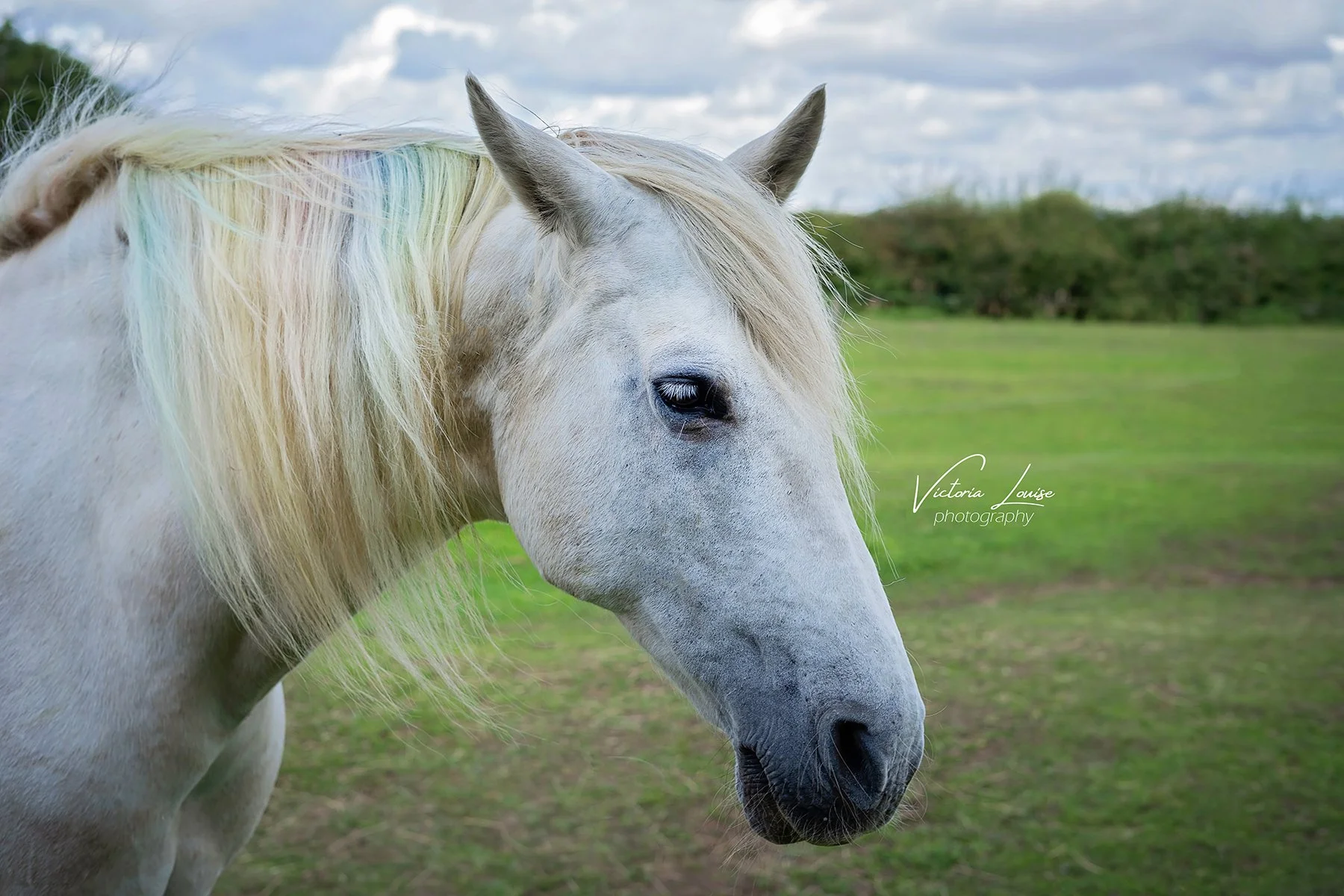 horse 2019.jpg