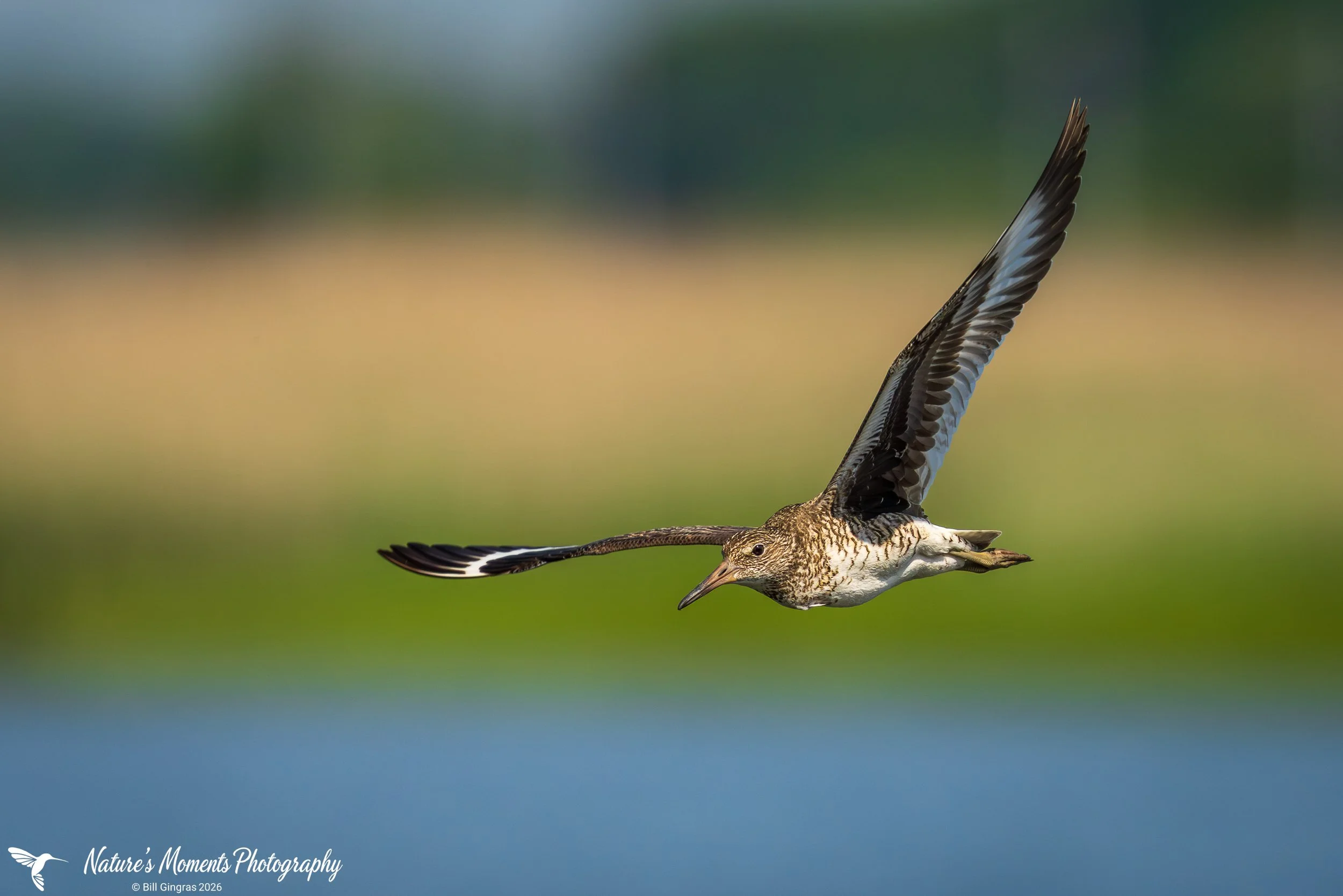 2026-06-11 Birds Shorebirds Willet CT-1.jpg