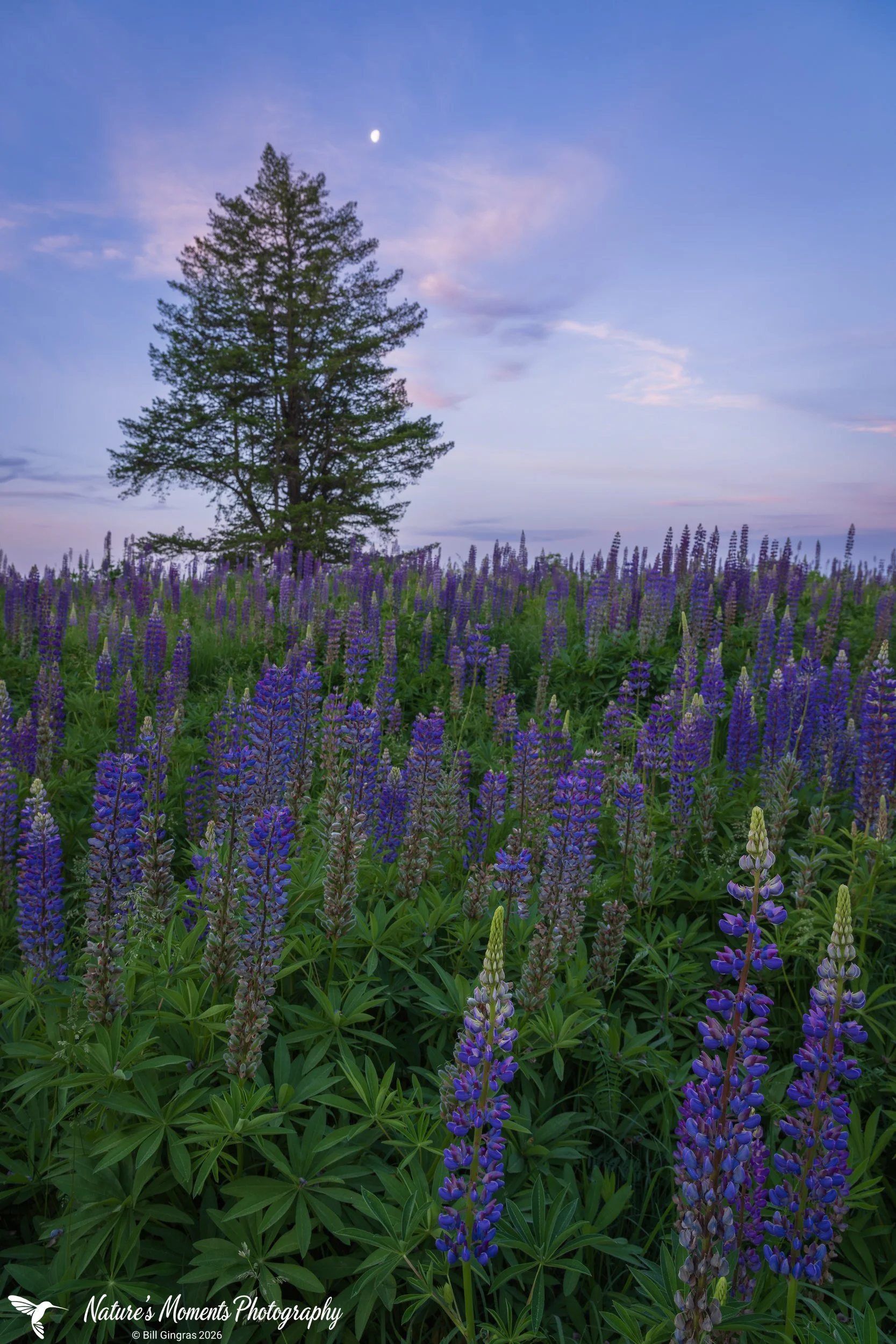 2026-06-06 Landscapes Flowers Lupines Groton MA-1.jpg