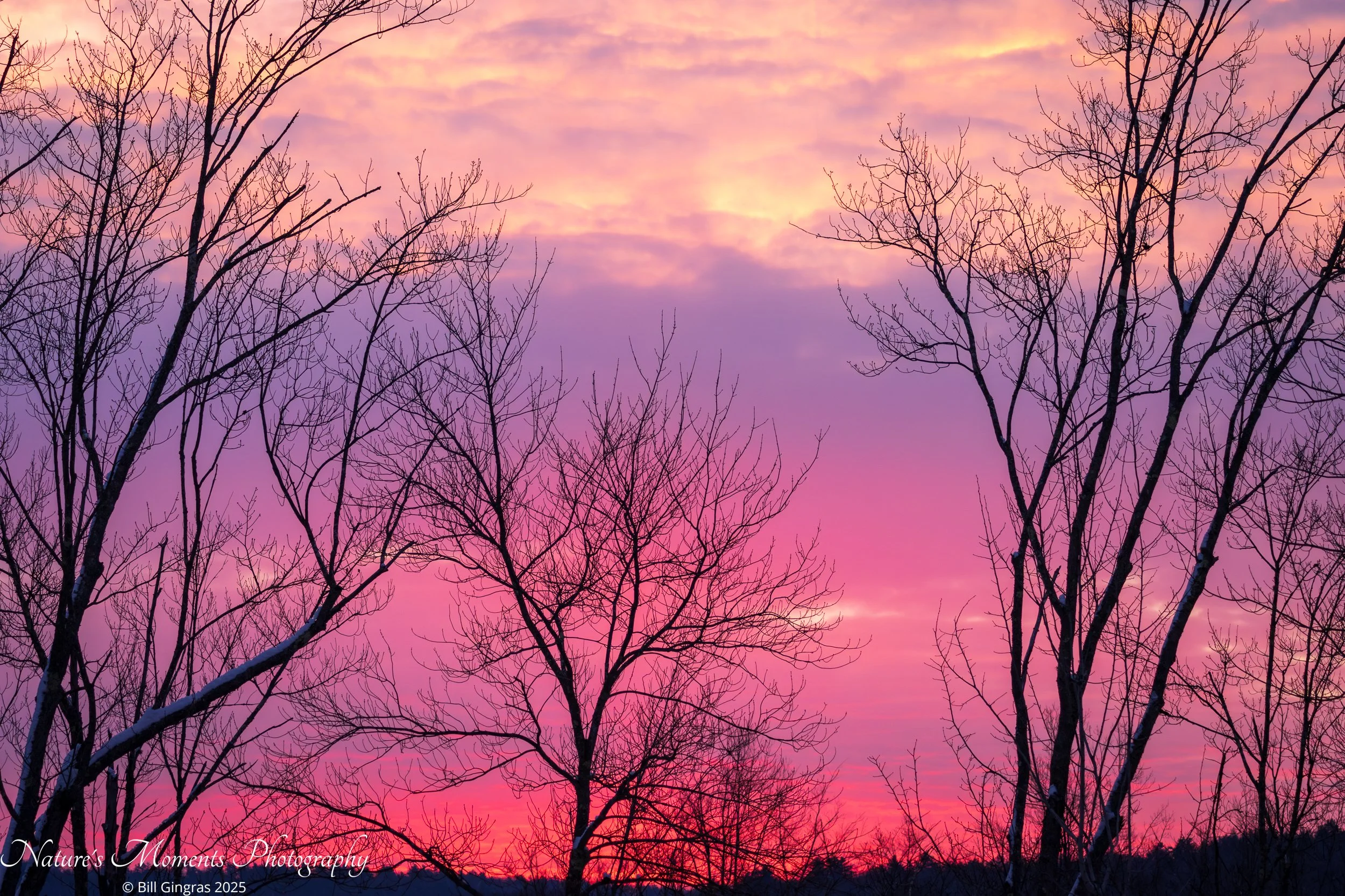 2025-12-01 Landscapes Winter Sticks MA-1.jpg