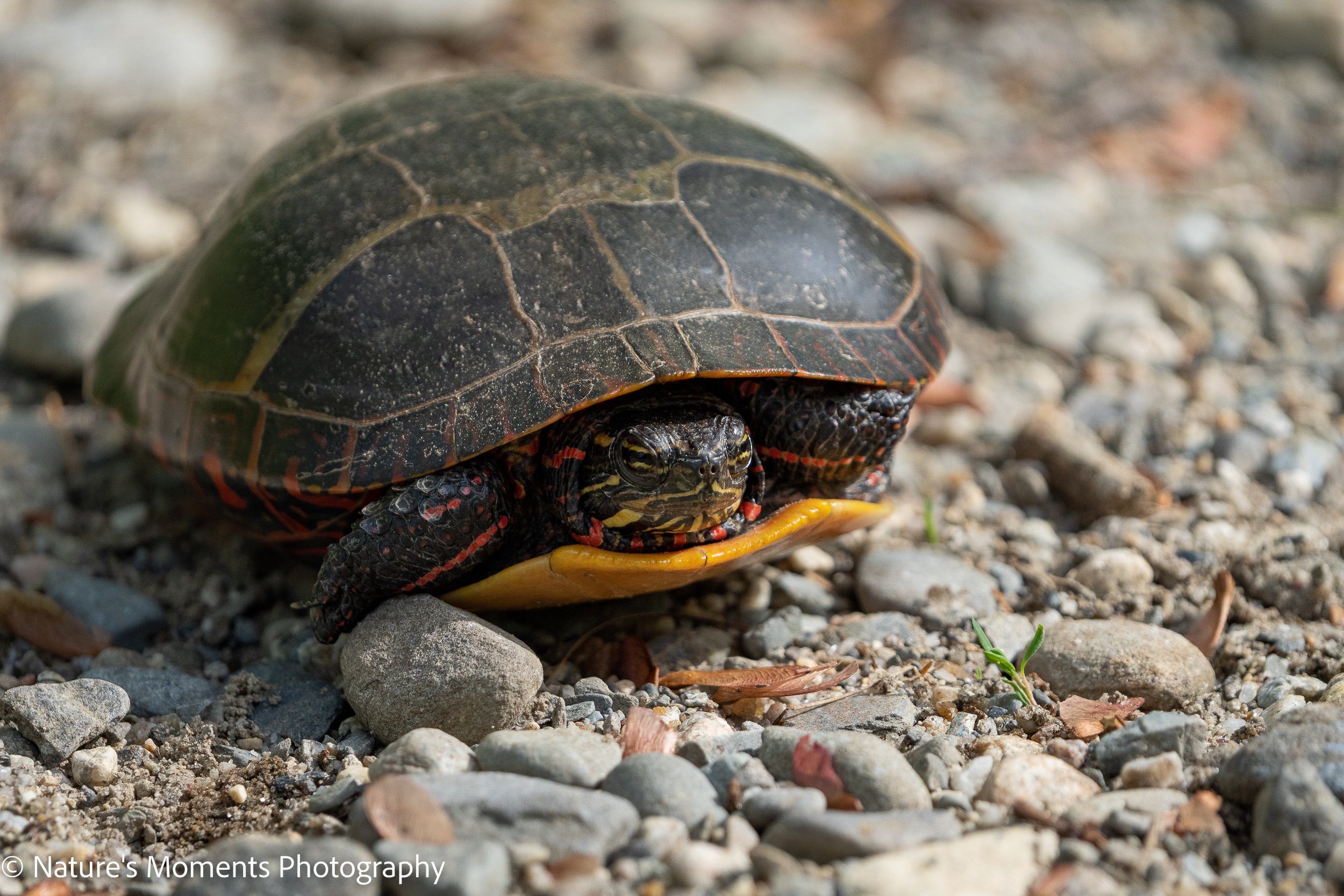OP Wildlife-6.jpg