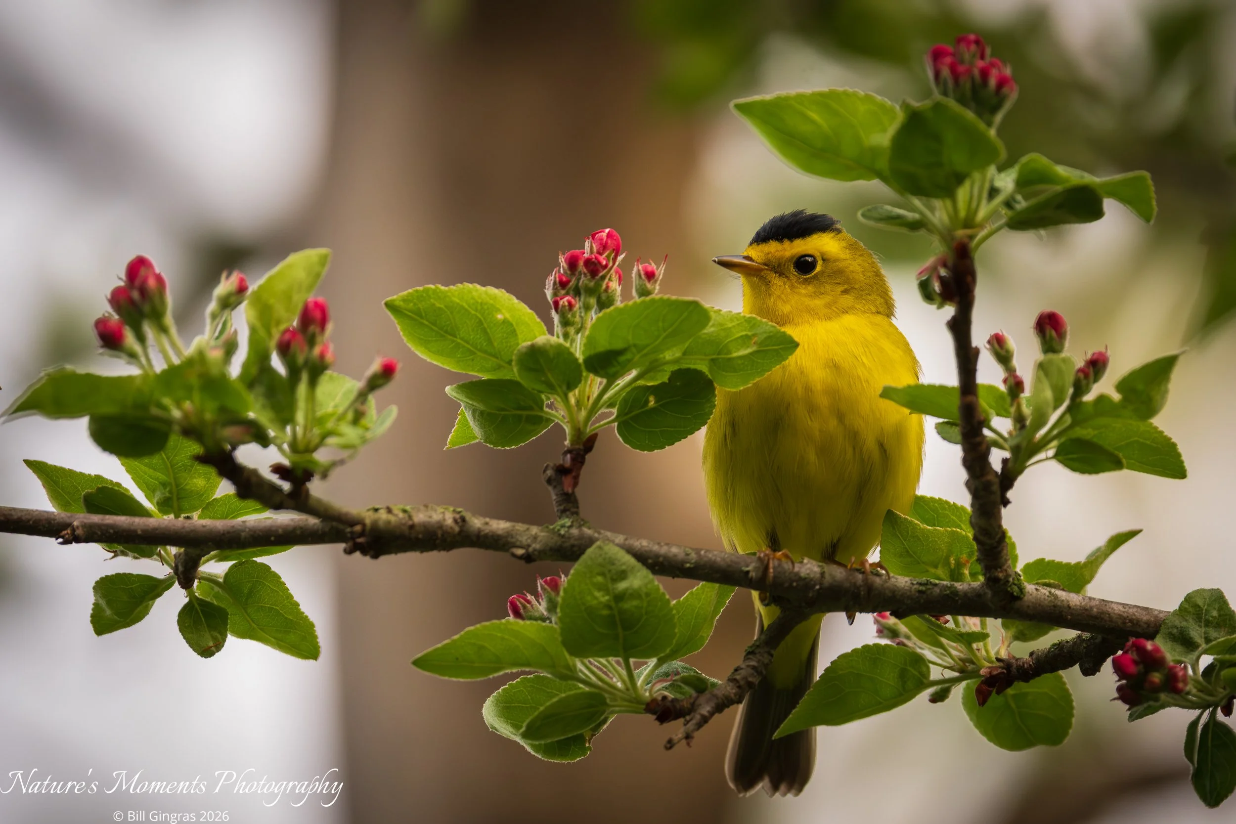 2026-05-16 Birds Sonbirds Wilson Warbler Capisic Pond ME-1.jpg