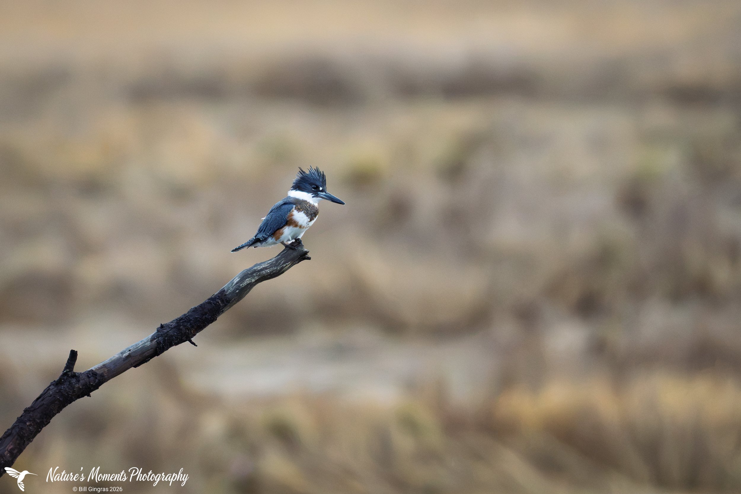 2026-10-12 WIldlife Birds King Fisher Scarbarough ME-1.jpg