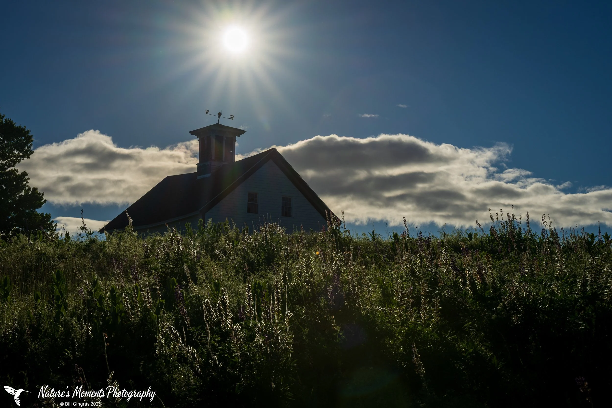 2026-06-19 Landscapes Flowers Whitefield ME-1.jpg