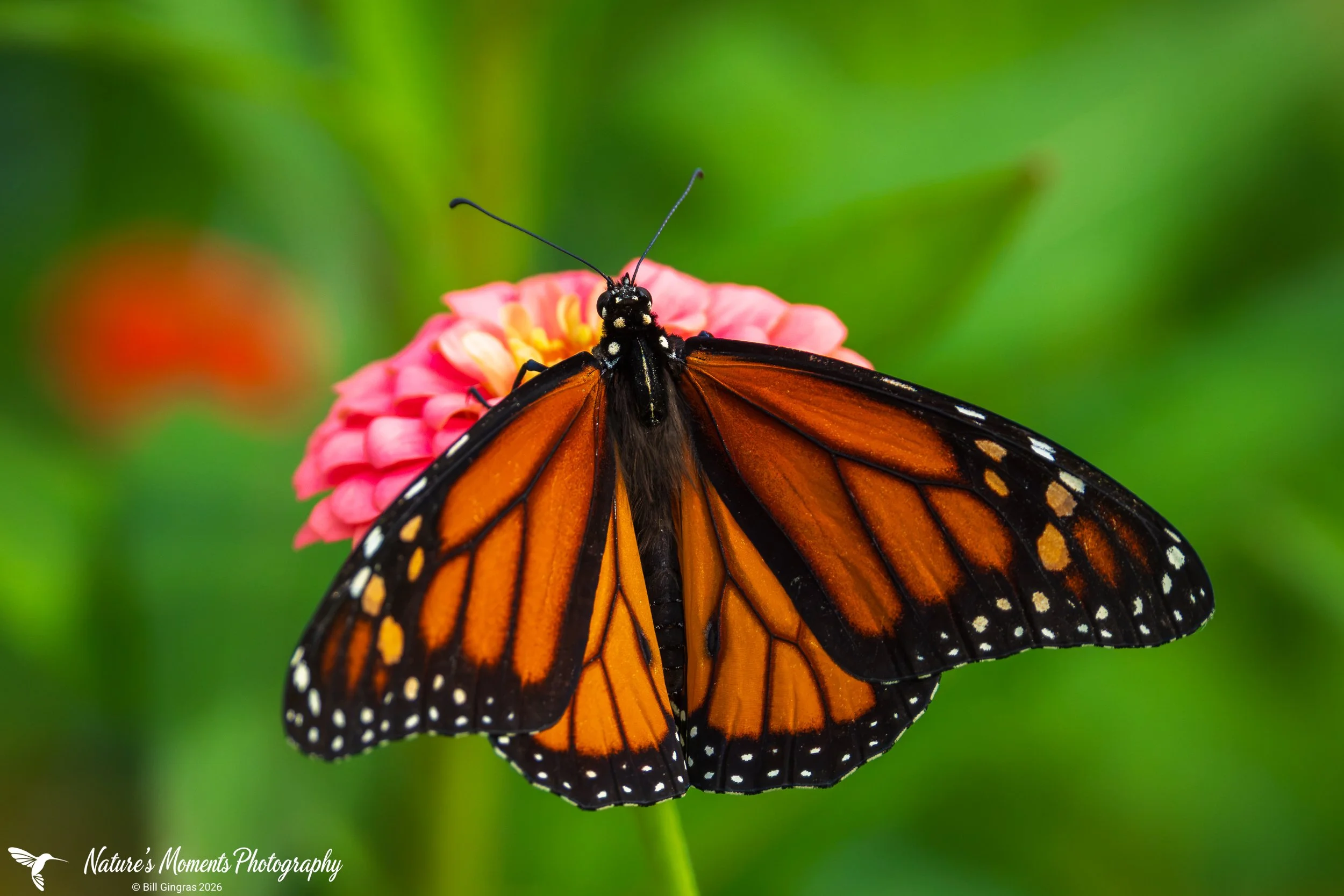 2026-08-05 Landscapes Macro Butterfly Community Garden OOB ME-1.jpg