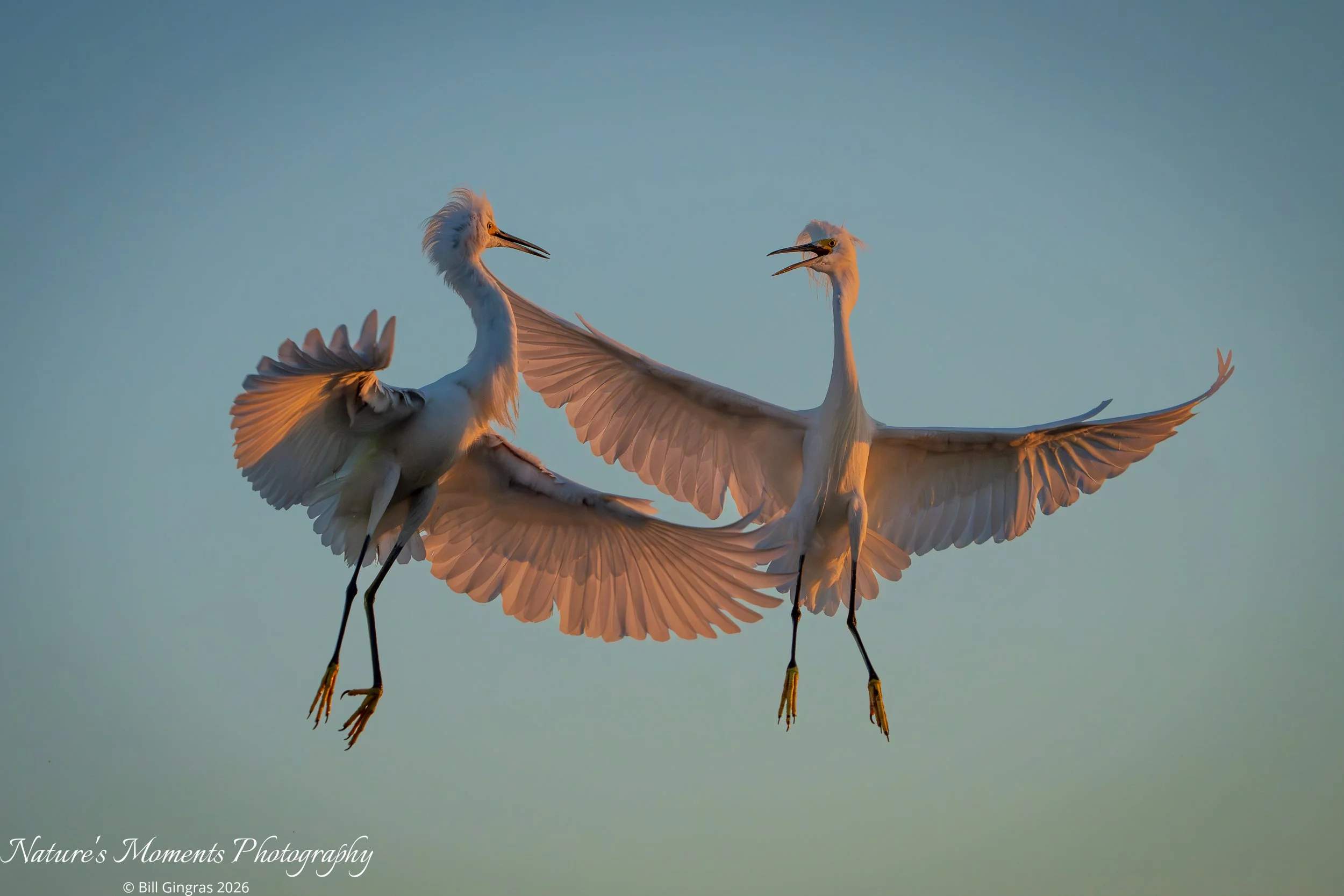 2026-02-10 Birds Wading Birds Egrets Battling NSB FL-1.jpg