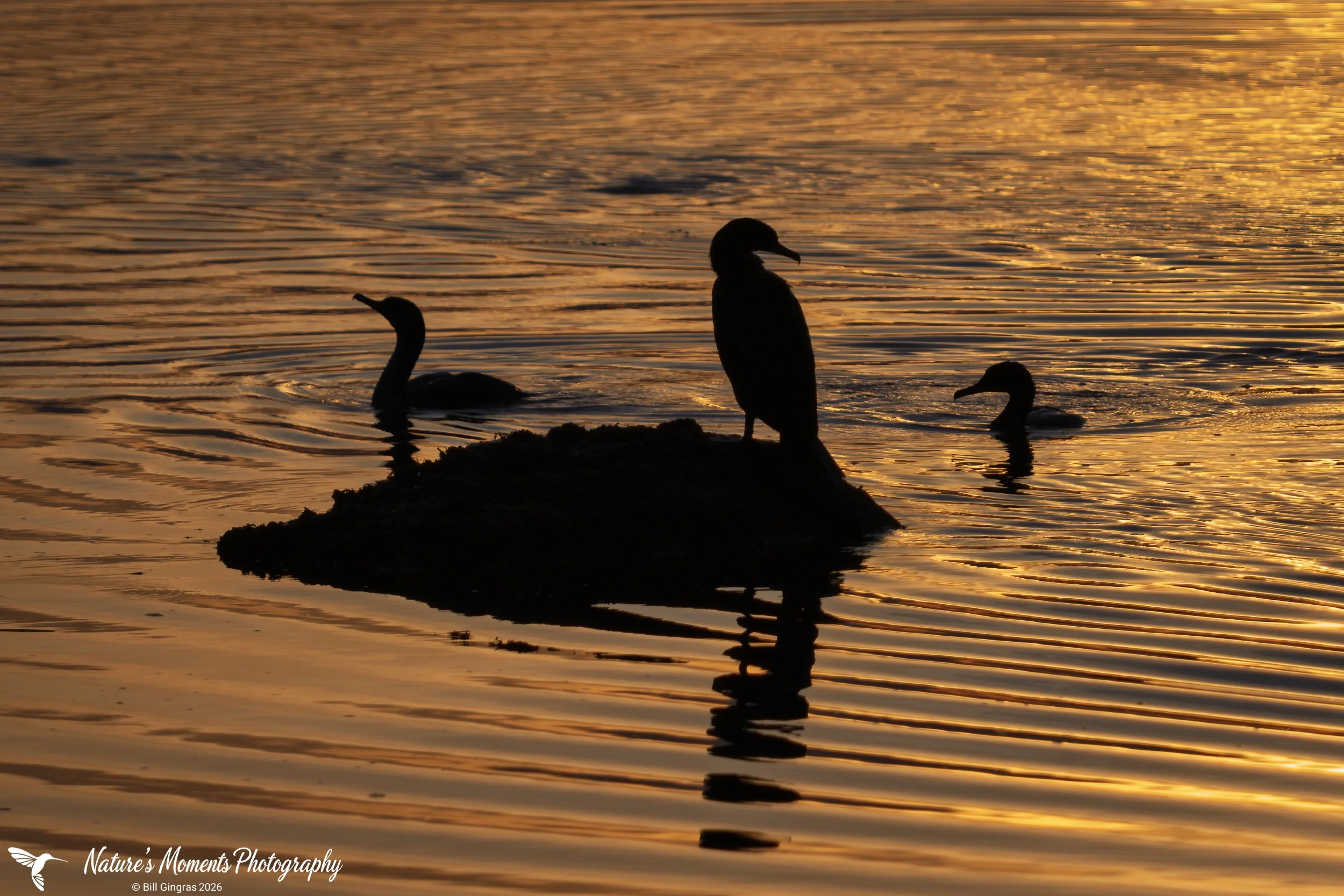 2025-10-19 Birds Wading Birds The Marsh ME-1.jpg