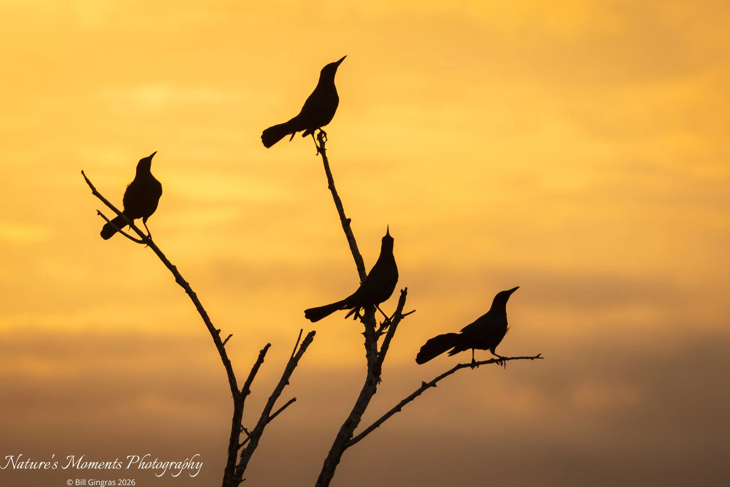 2026-01-13 Landscapes Sunscapes Apopka Wildlife Drive FL-1.jpg