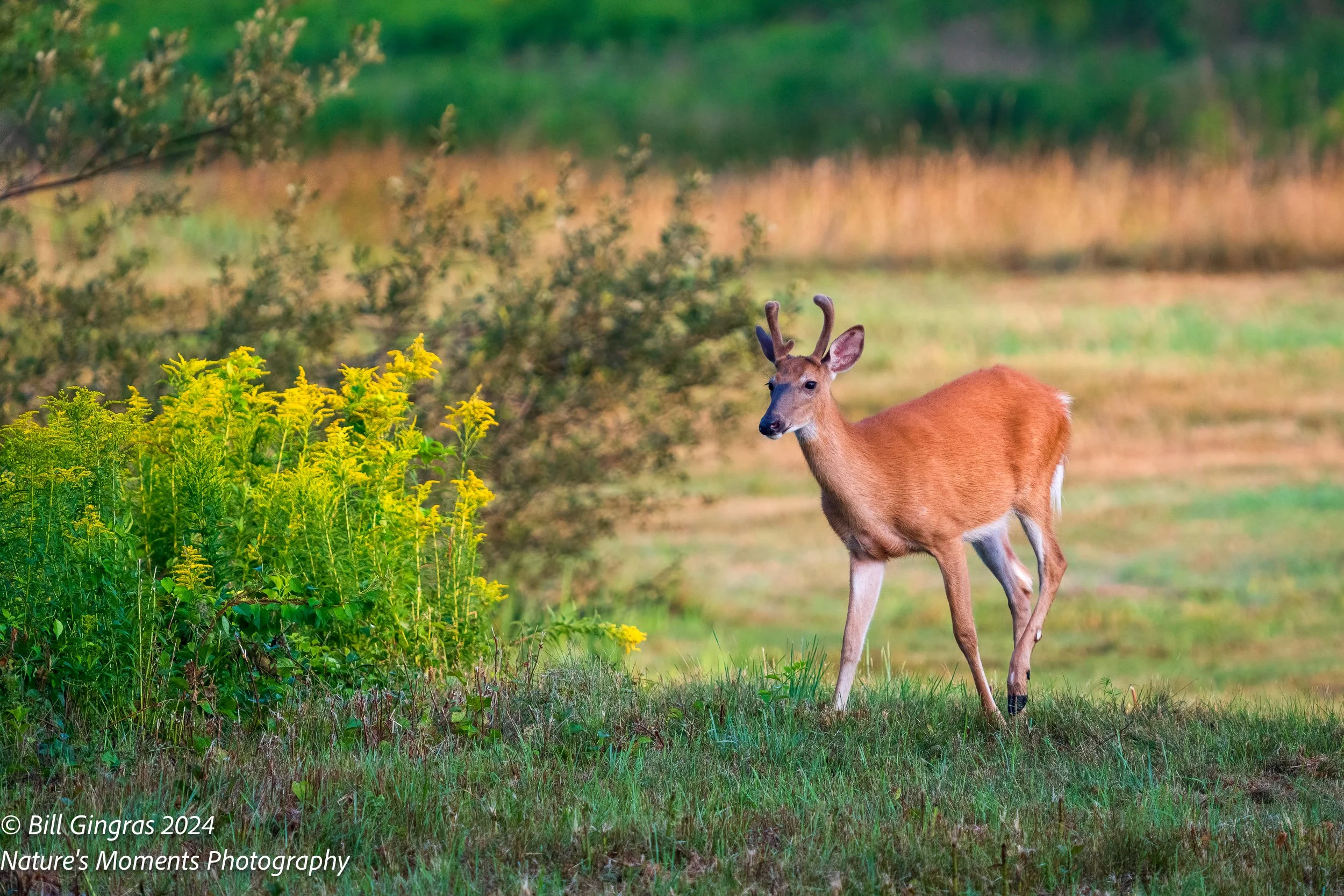 2024-07-28 Wildlife Mammals Deer Scarborough ME-1.jpg