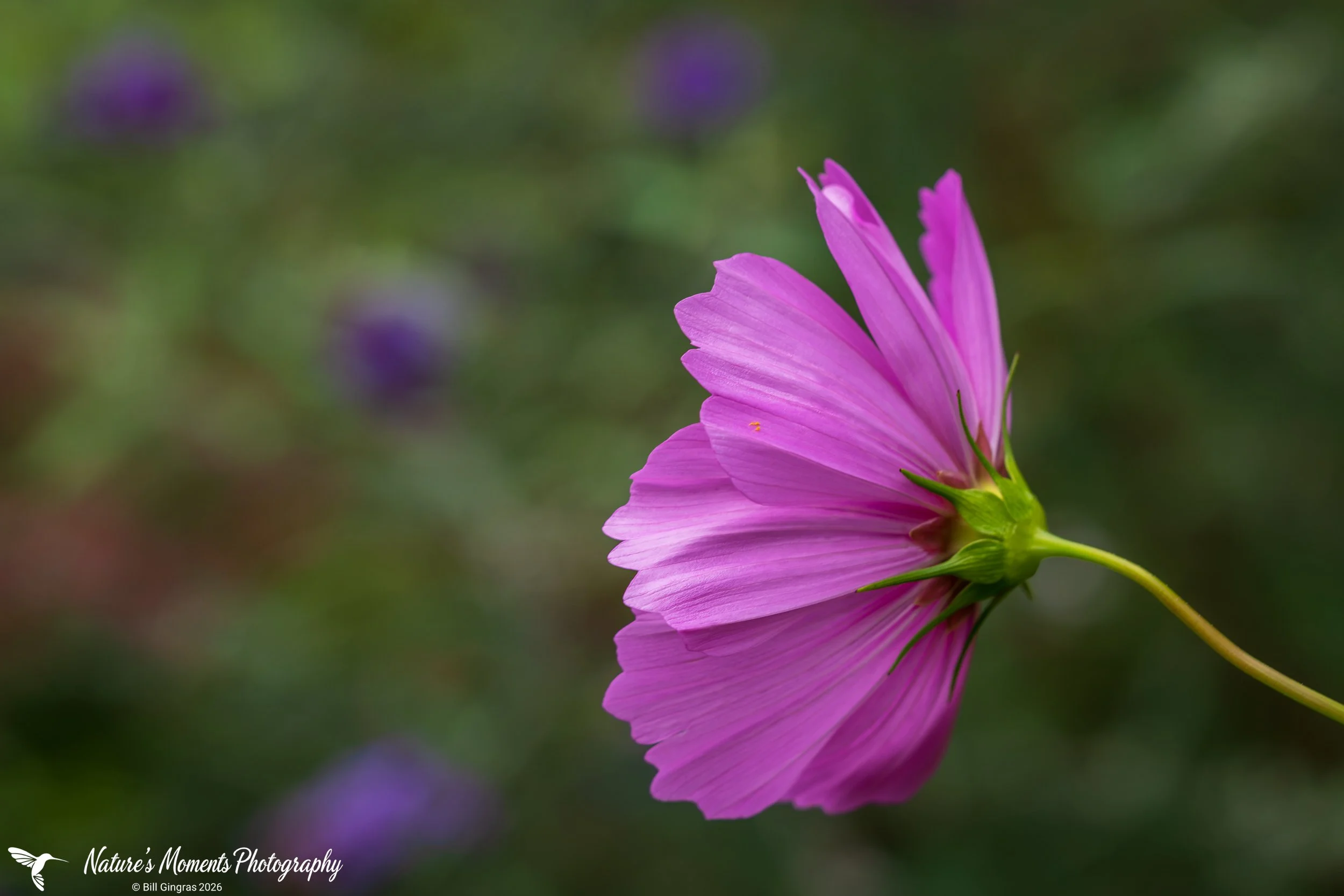 2026-09-02 Landscapes Flowers Community Garden OOB ME-1.jpg