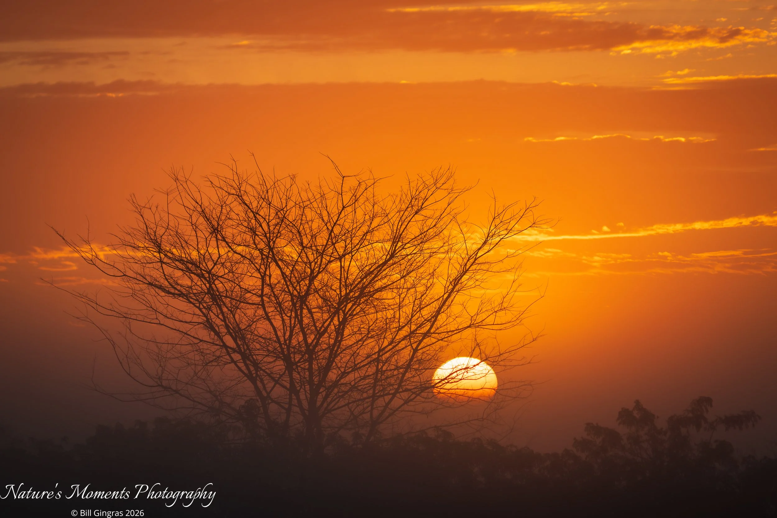 2026-01-23 Landscapes Sunscapes Apopka FL-3.jpg