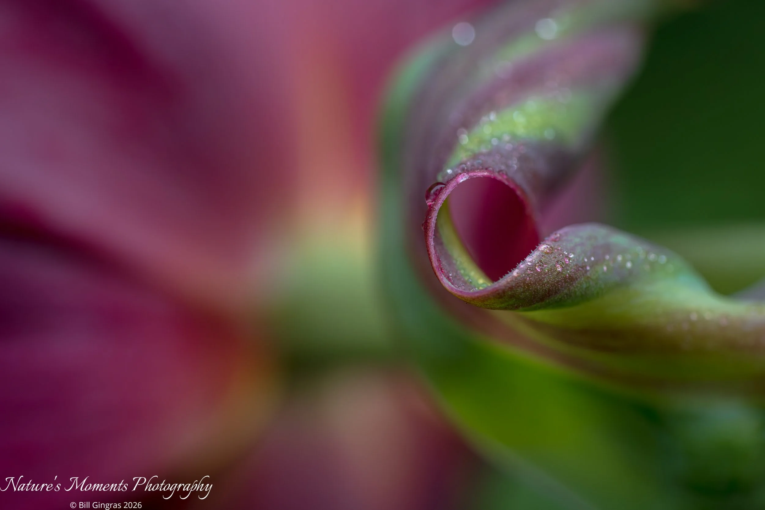 2026-04-25 Landscapes Flowers Charlton MA-1.jpg