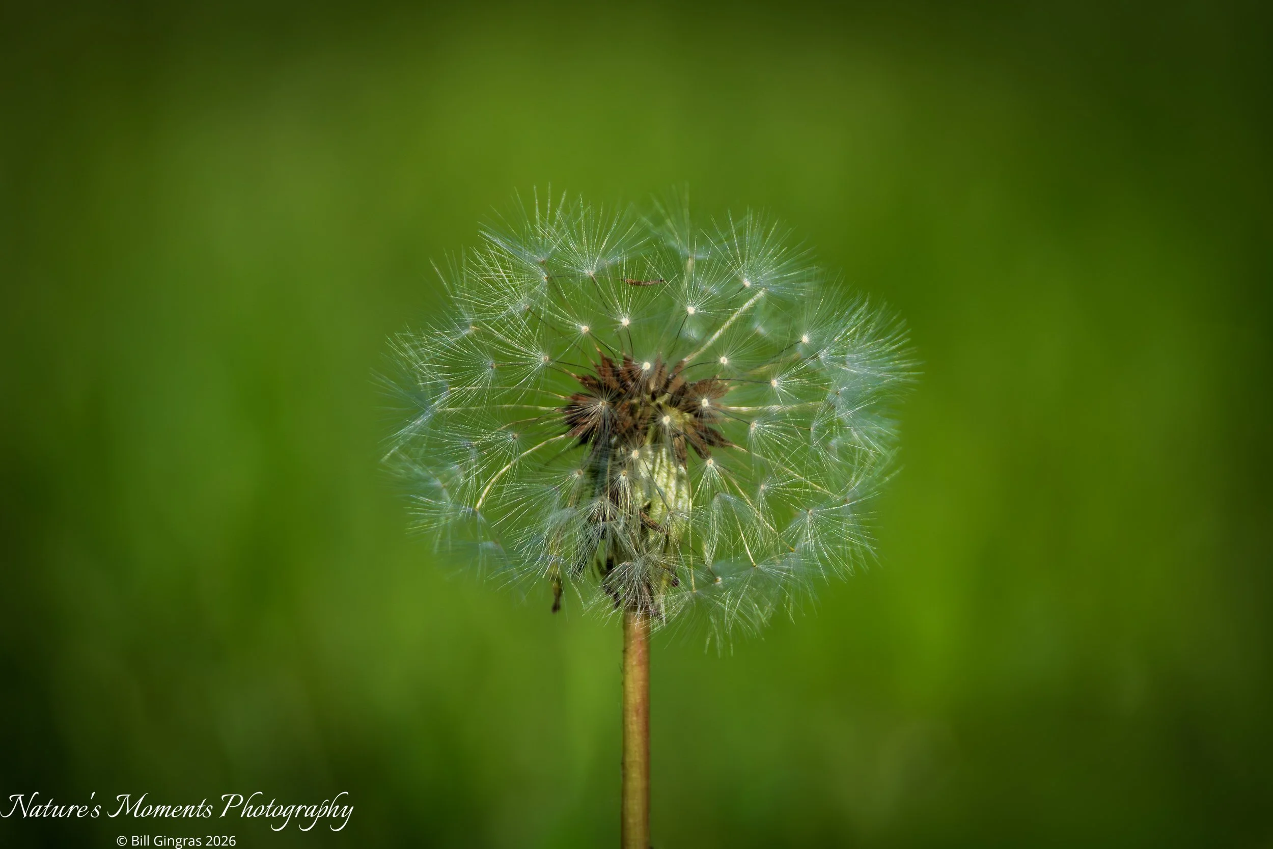 2026-05-22 Landscapes Weeds Dandelion OOB ME-1.jpg