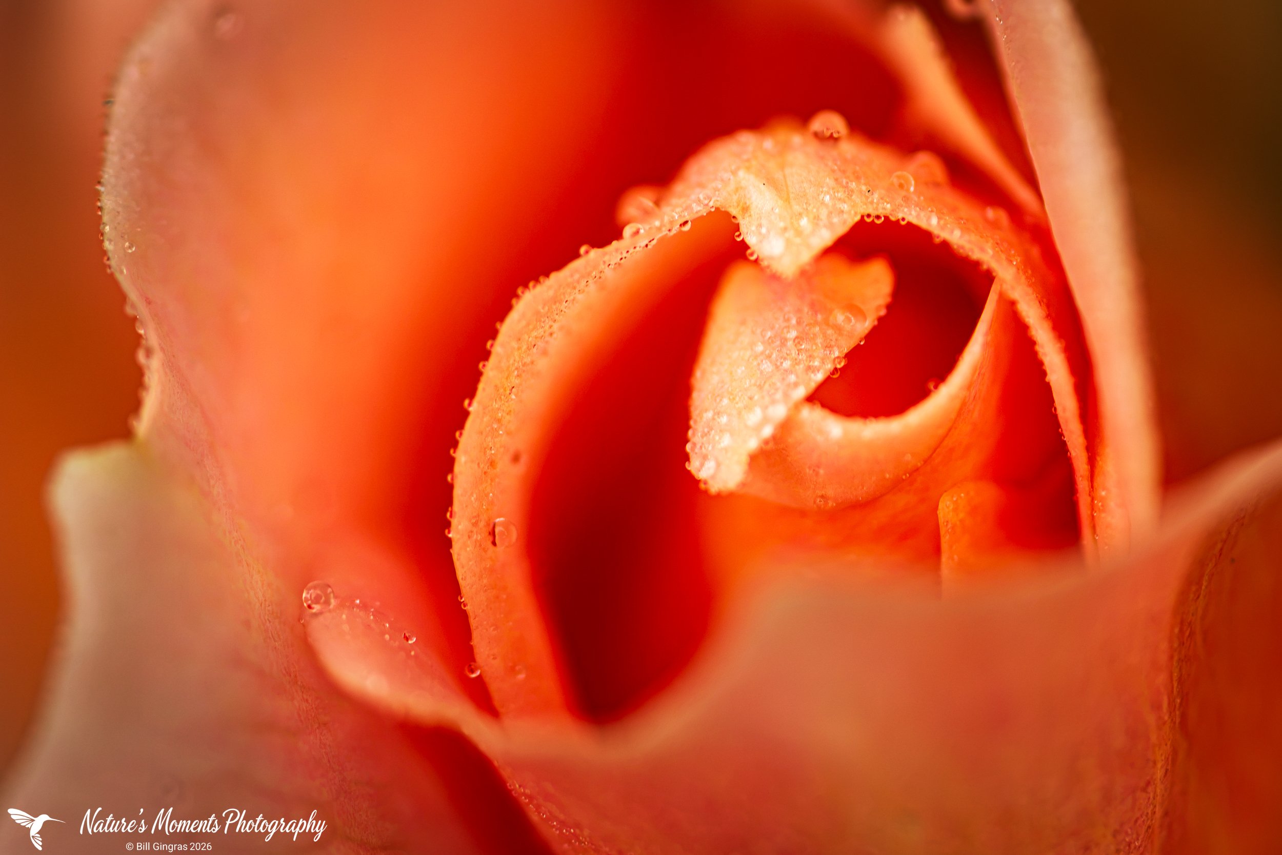 2026-08-19 Landscapes Flowers Community Garden OOB ME-1.jpg