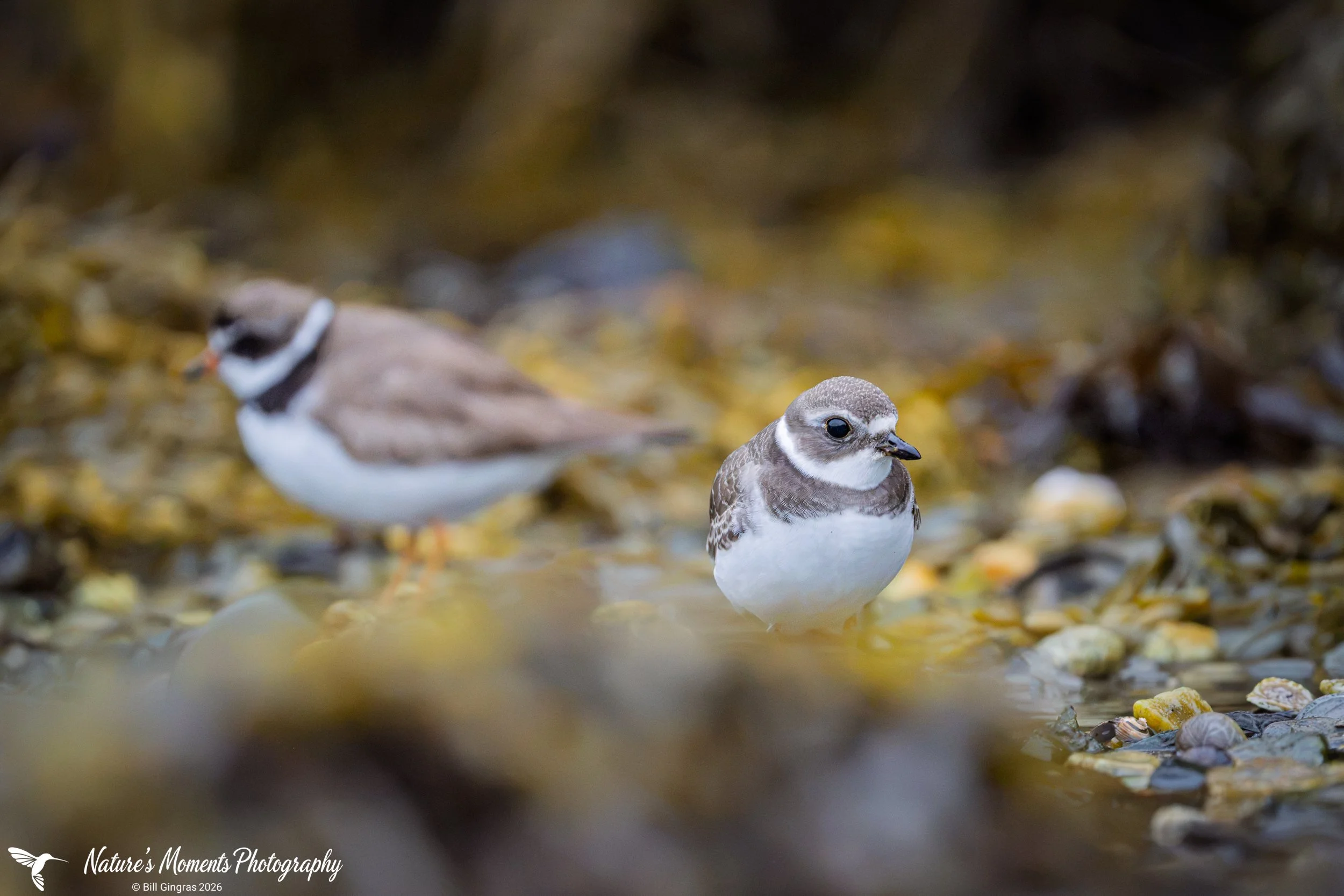 2026-09-03 Birds Shorebirds Plovers ME-1.jpg