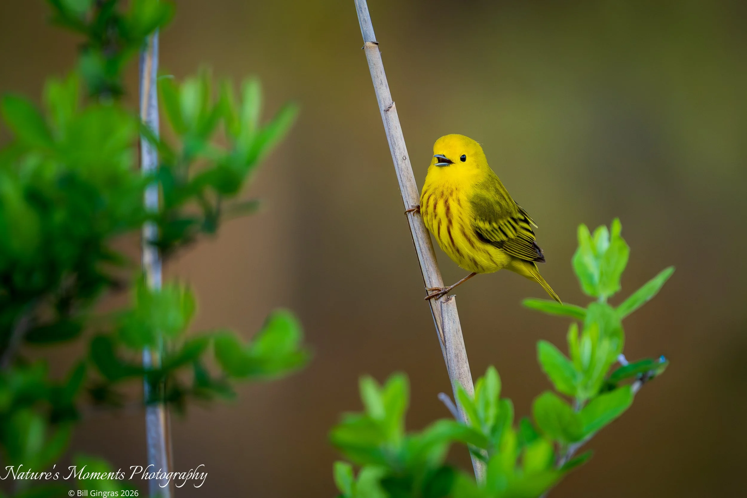 2026-05-19 Birds Songbirds Yellow Warbler The Marsh ME-1.jpg
