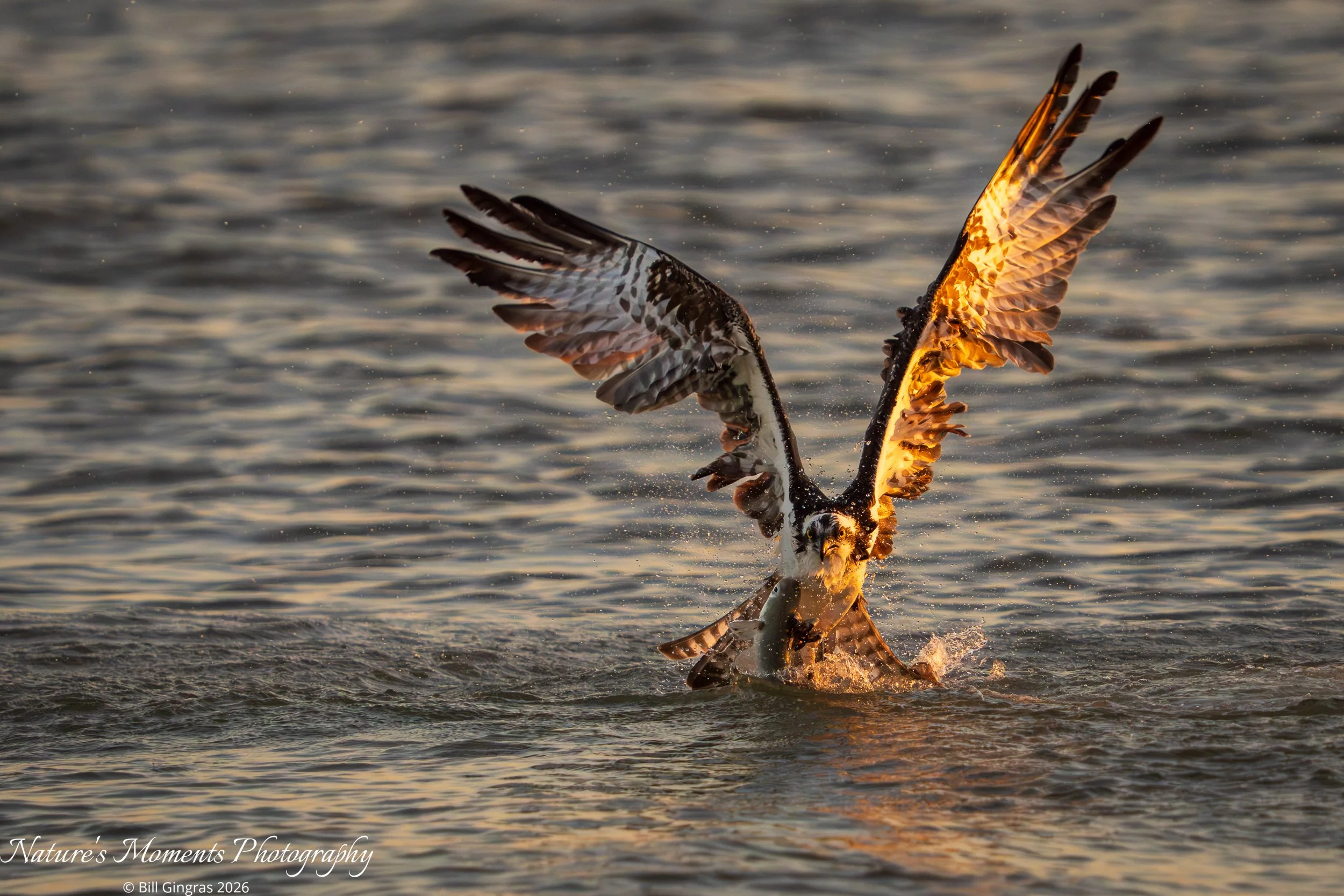 2026-02-20 Birds Birds of Prey Osprey NSB FL-1.jpg