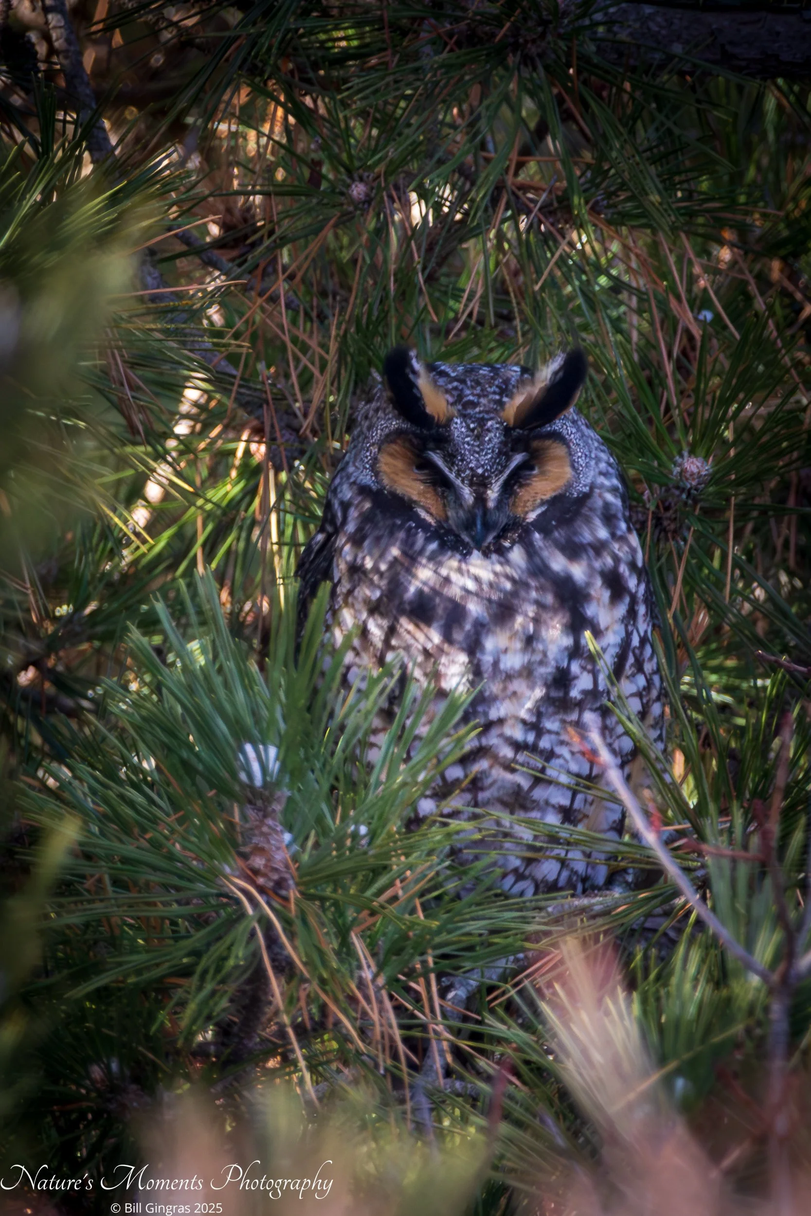 2026-01-01 Birds Birds of Prey Long-Eared Owl MA-1.jpg