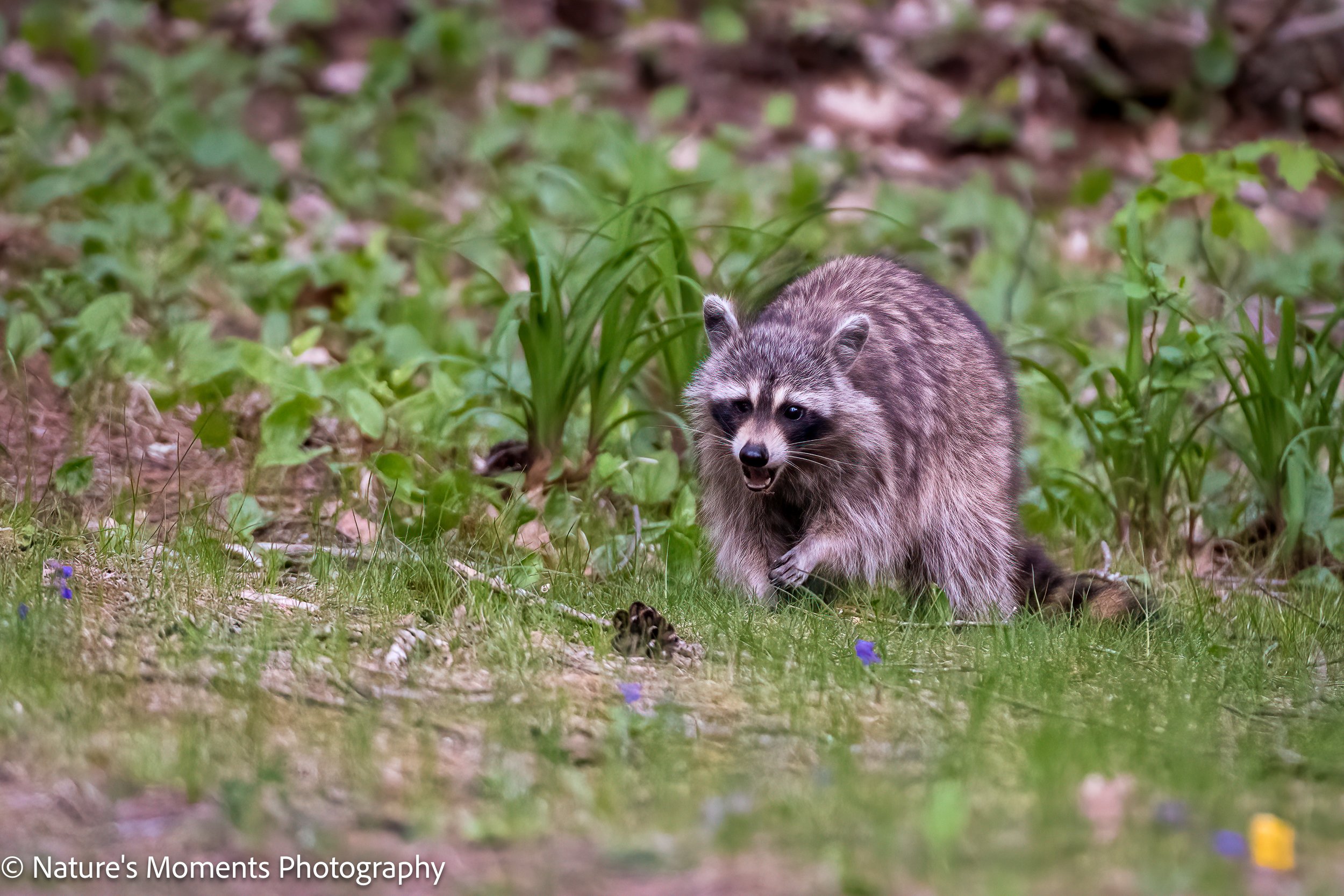 2023-05-15 Wildlife Racoon-1.jpg