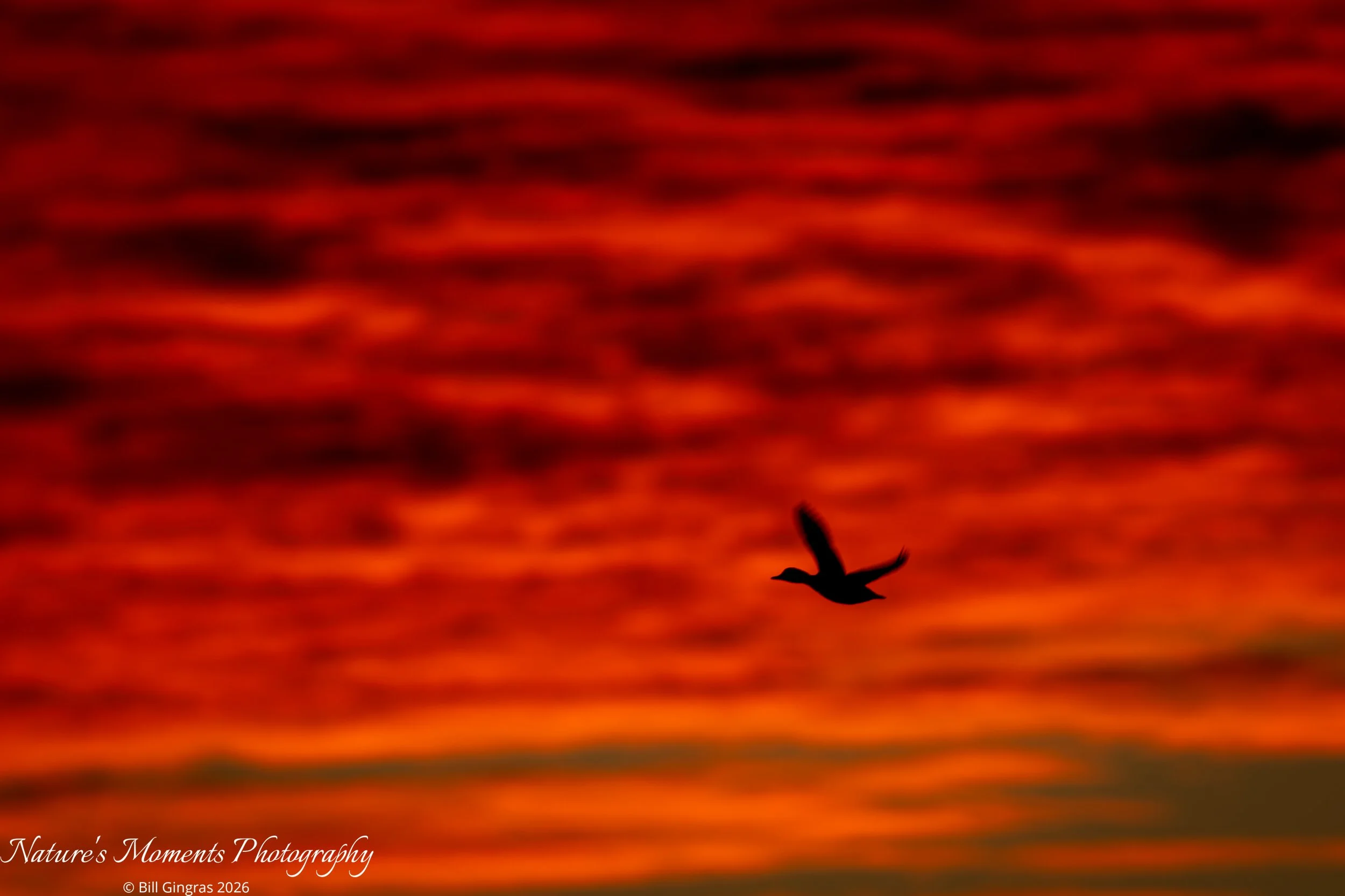2026-01-28 Landscapes Sunscapes Duck in Sky Apopka FL-1.jpg