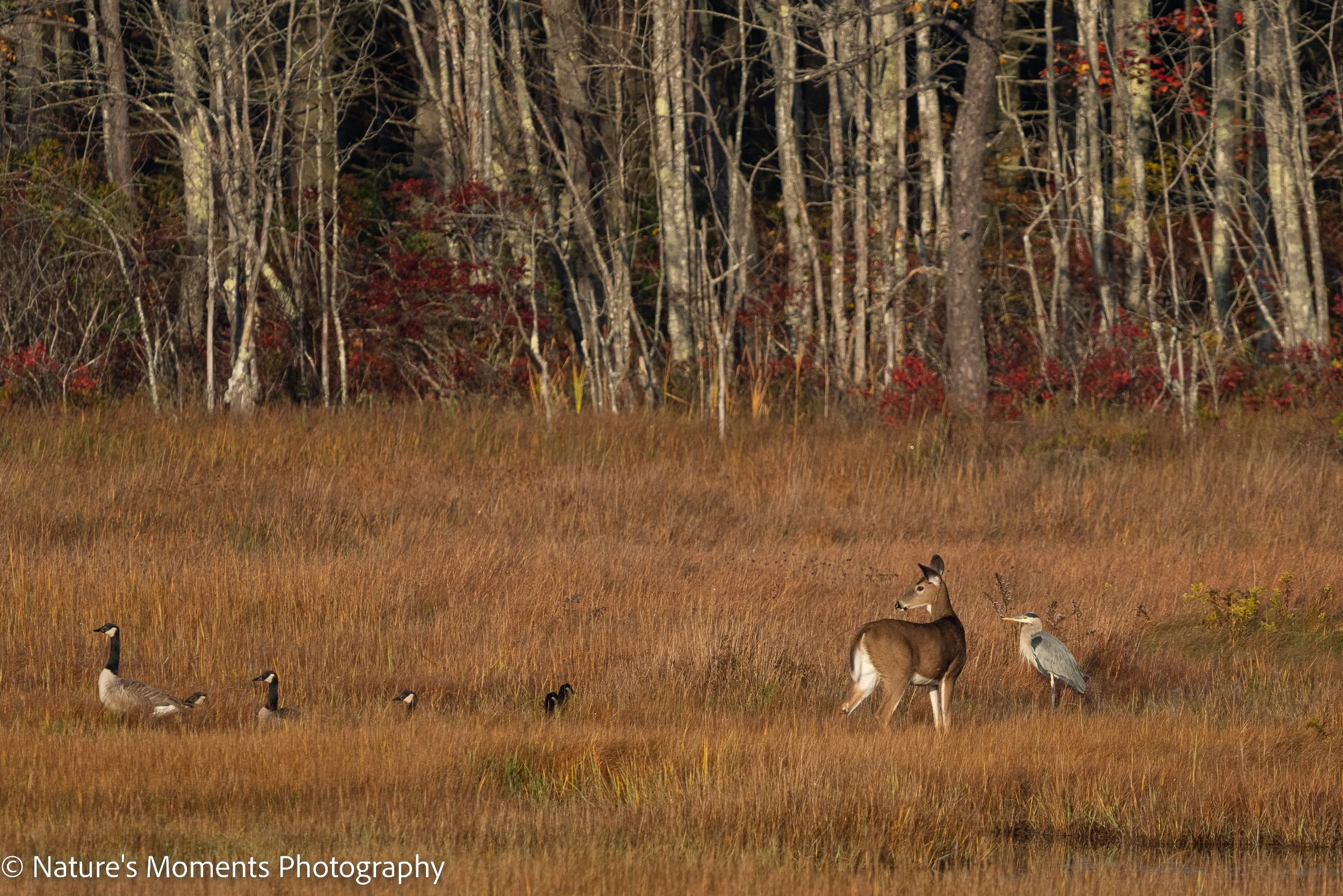 2022-10-16-WILDLIFE-2.jpg