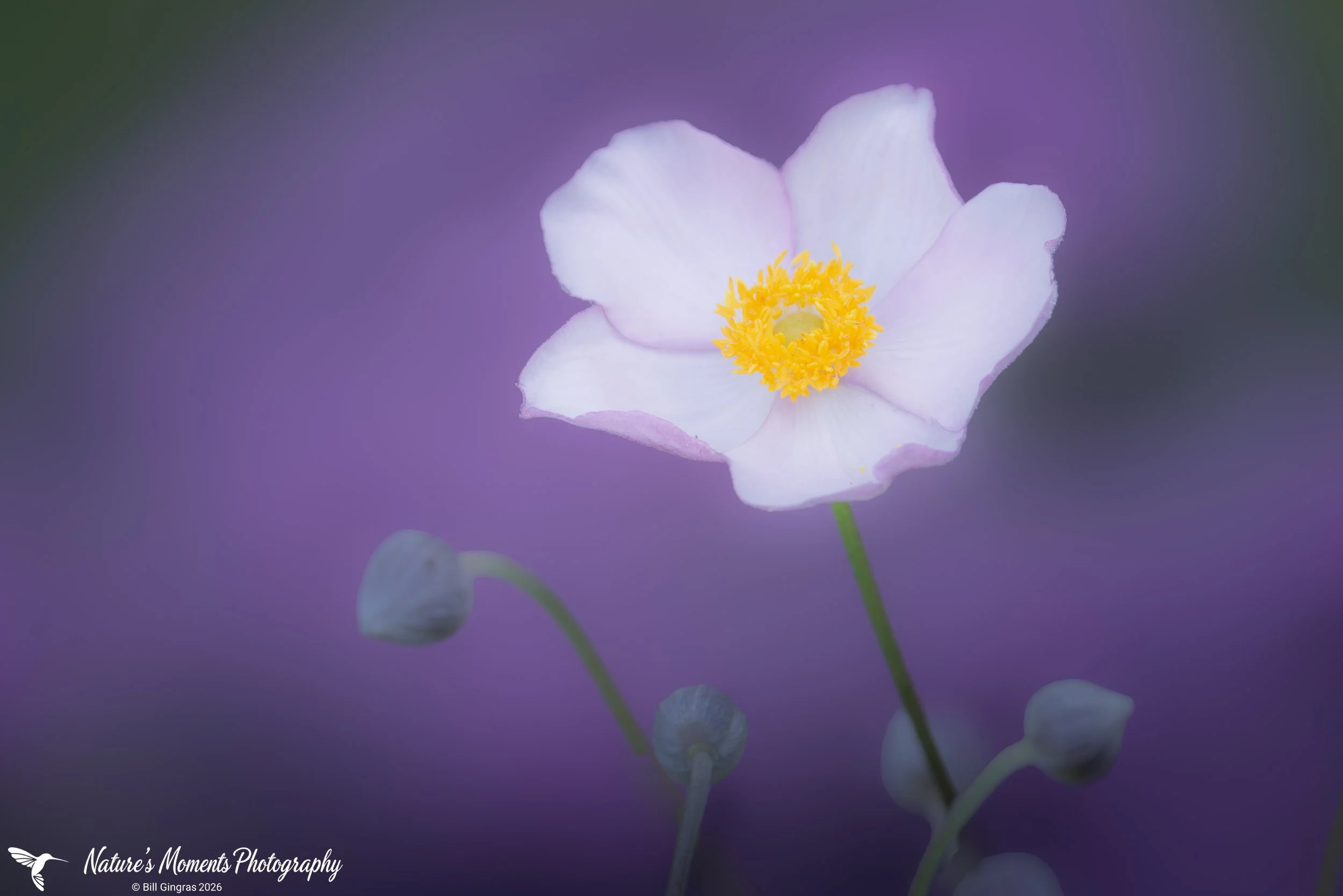 2026-08-15 Landscapes Flowers Community Garden OOB ME-1.jpg