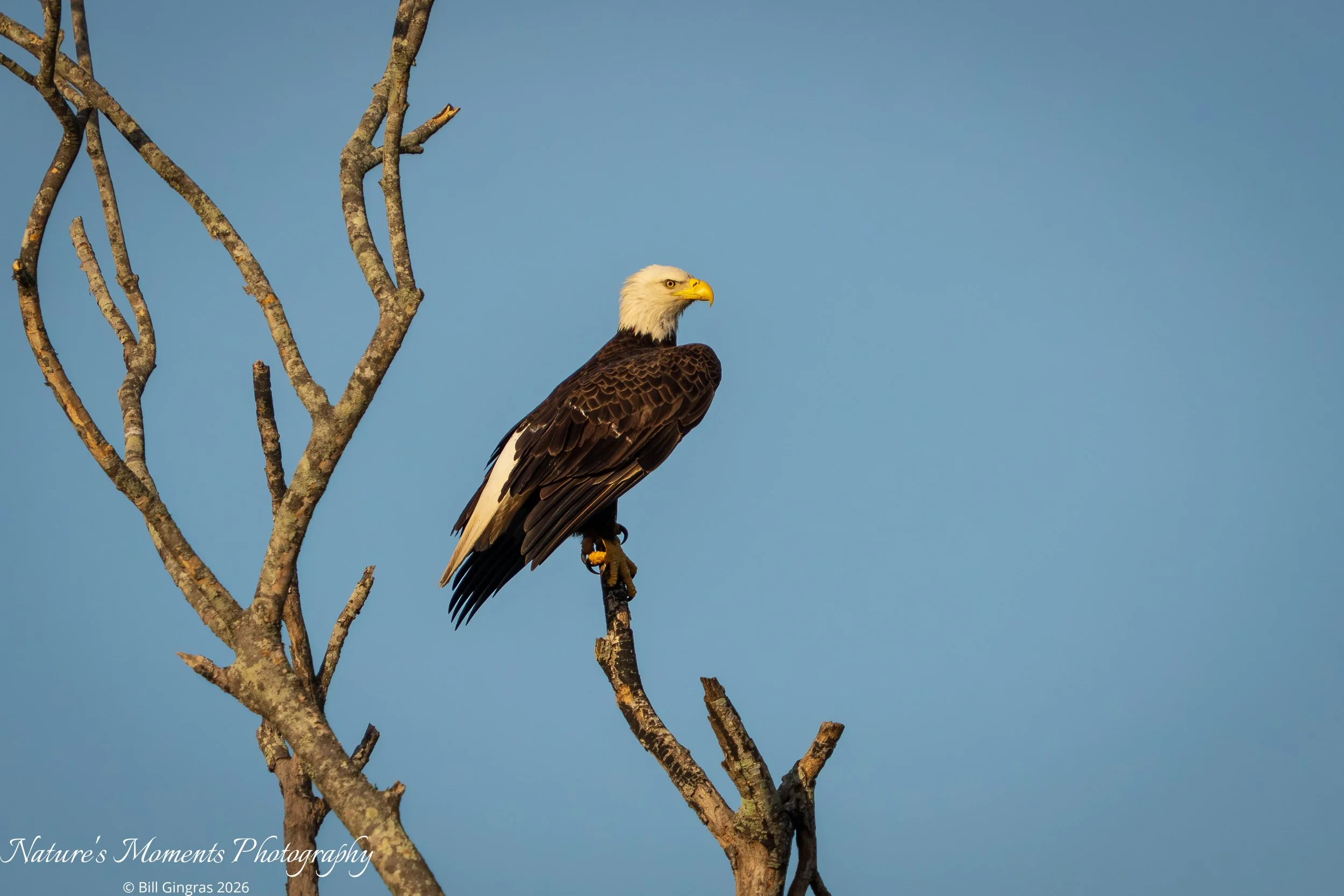 2026-01-30 Birds Birds of Prey Eagle Apopka FL-1.jpg