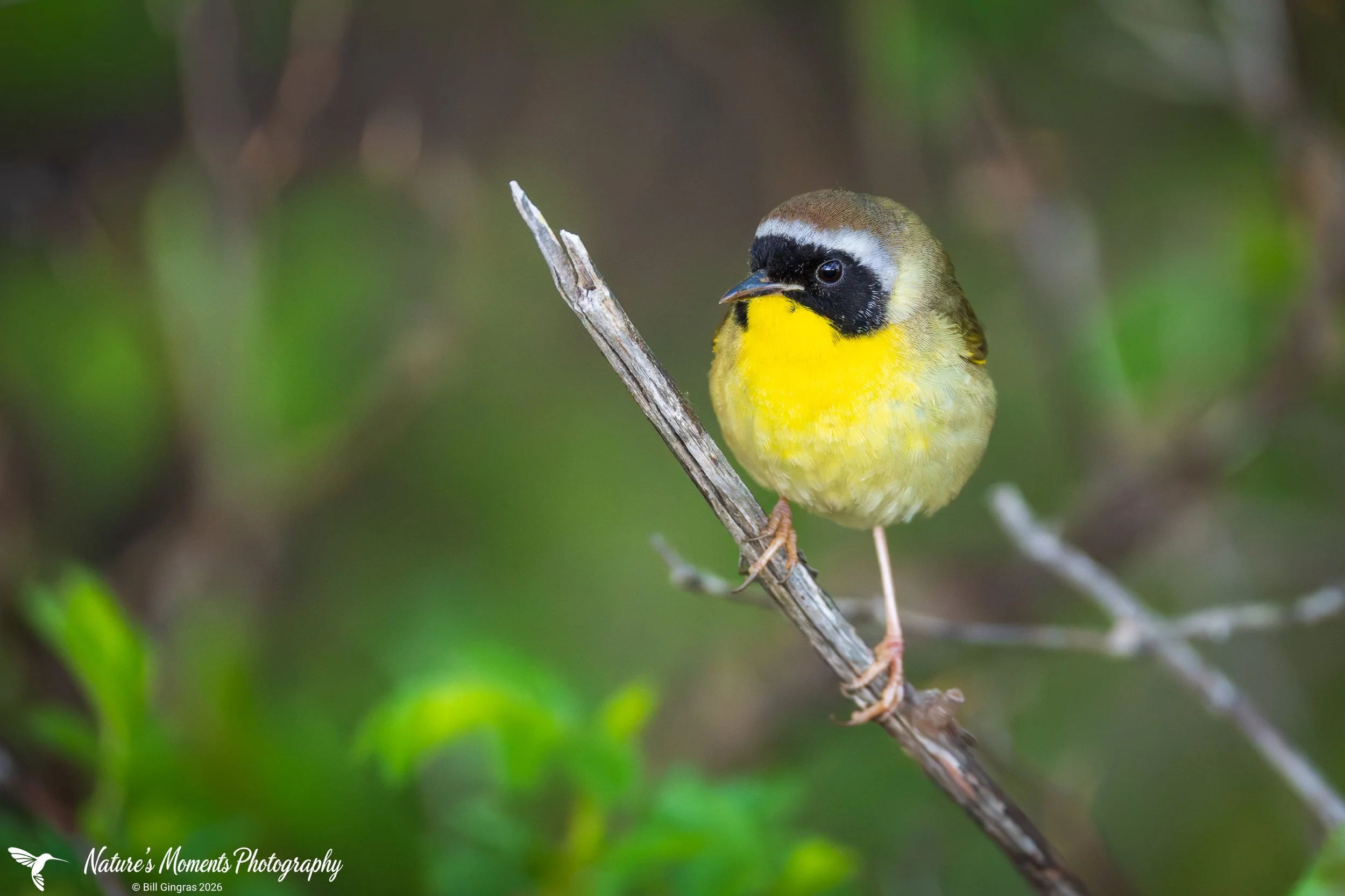 2026-05-22 Birds Songbirds Common Yellow Throated Warbler ME-1.jpg