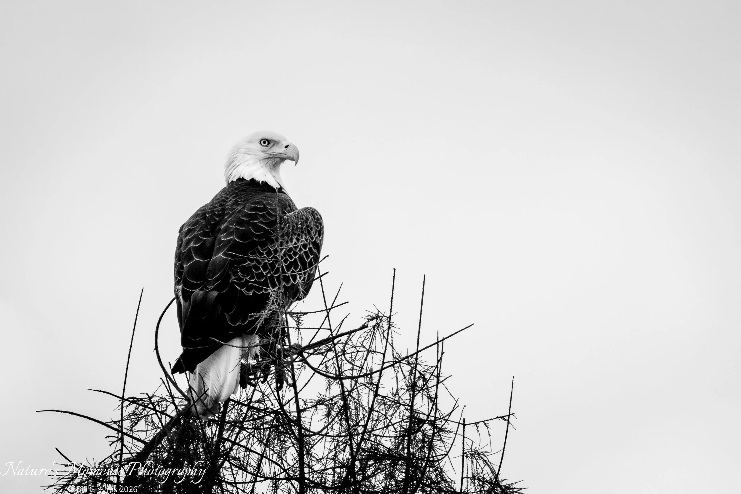 2026-01-18 Birds of Prey Eagle Apopka FL-1.jpg