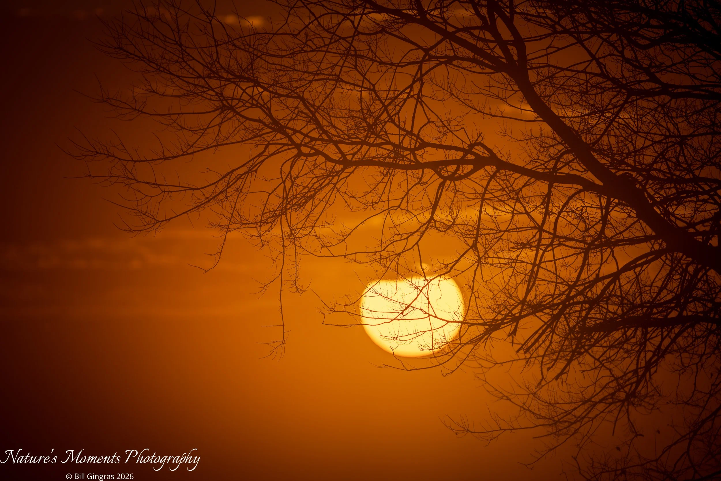 2026-01-23 Landscapes Sunscapes Apopka FL-2.jpg