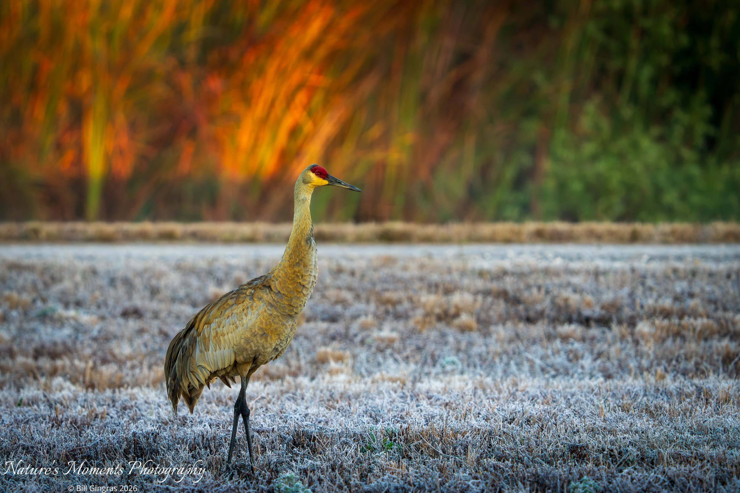 2026-02-25 Birds Wading Birds Crane Harns Marsh FL-1.jpg
