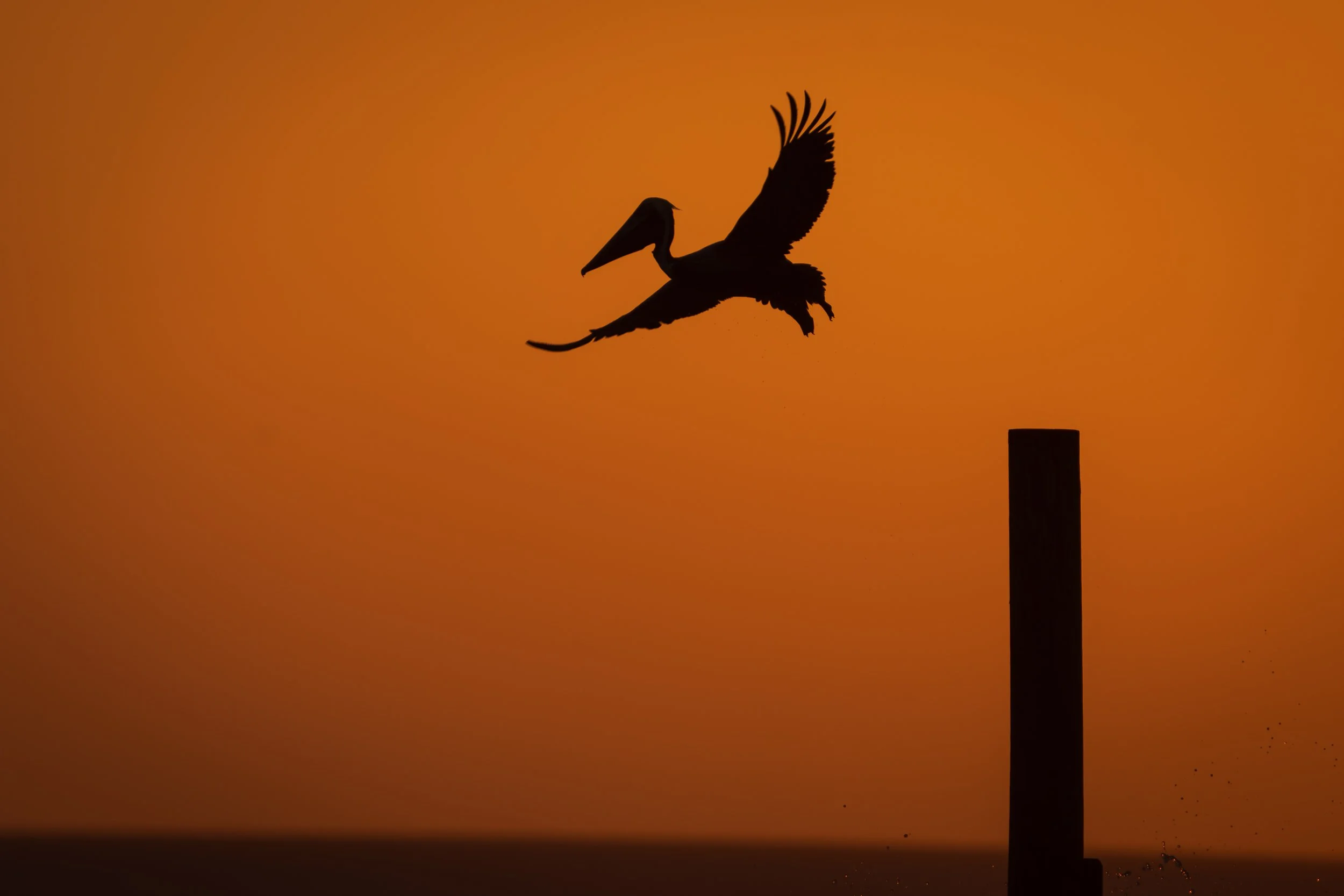2026-02-16 Birds Wading Bird Pelican NSB FL-1.jpg