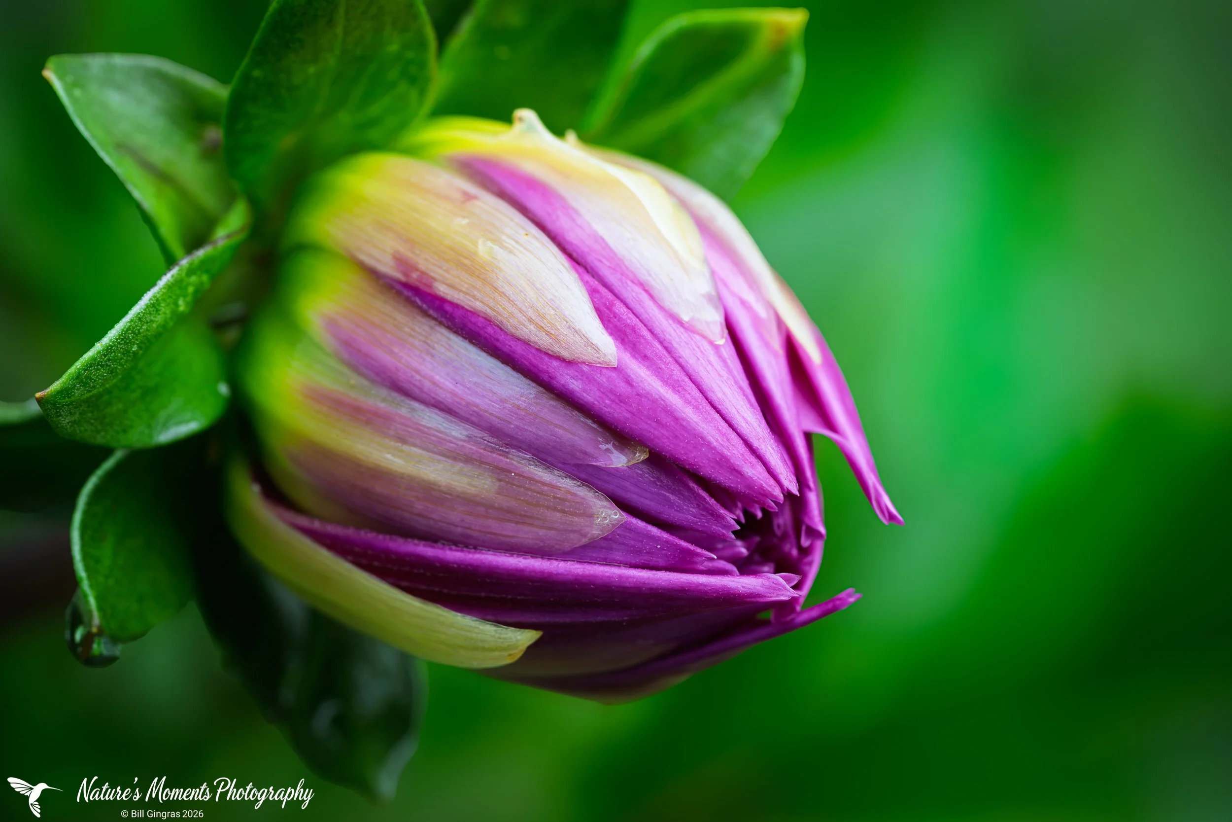 2026-08-19 Landscapes Flowers Community Garden OOB ME-2.jpg