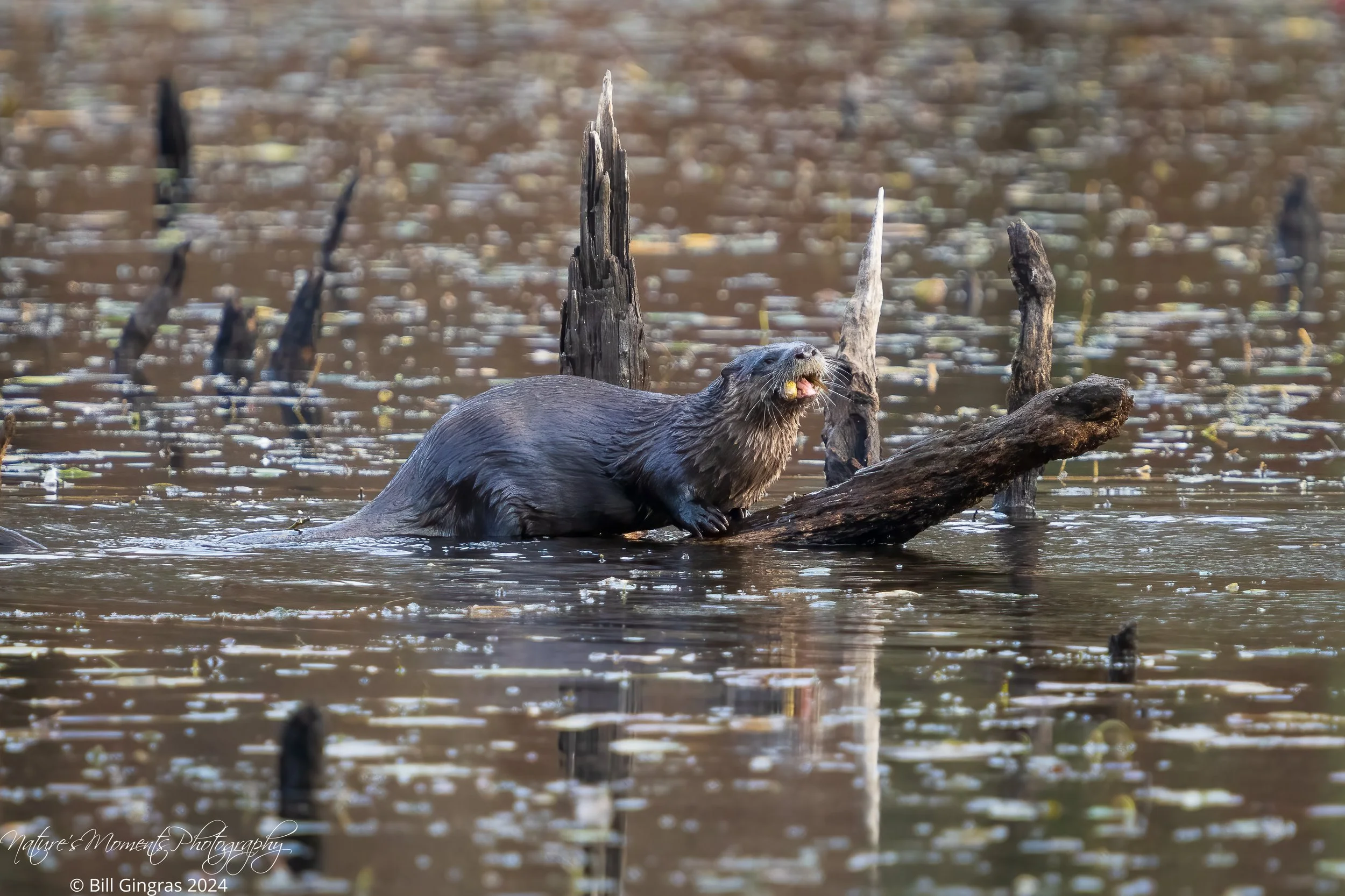 2024-11-22 Wildlife River Otter V2-1.jpg