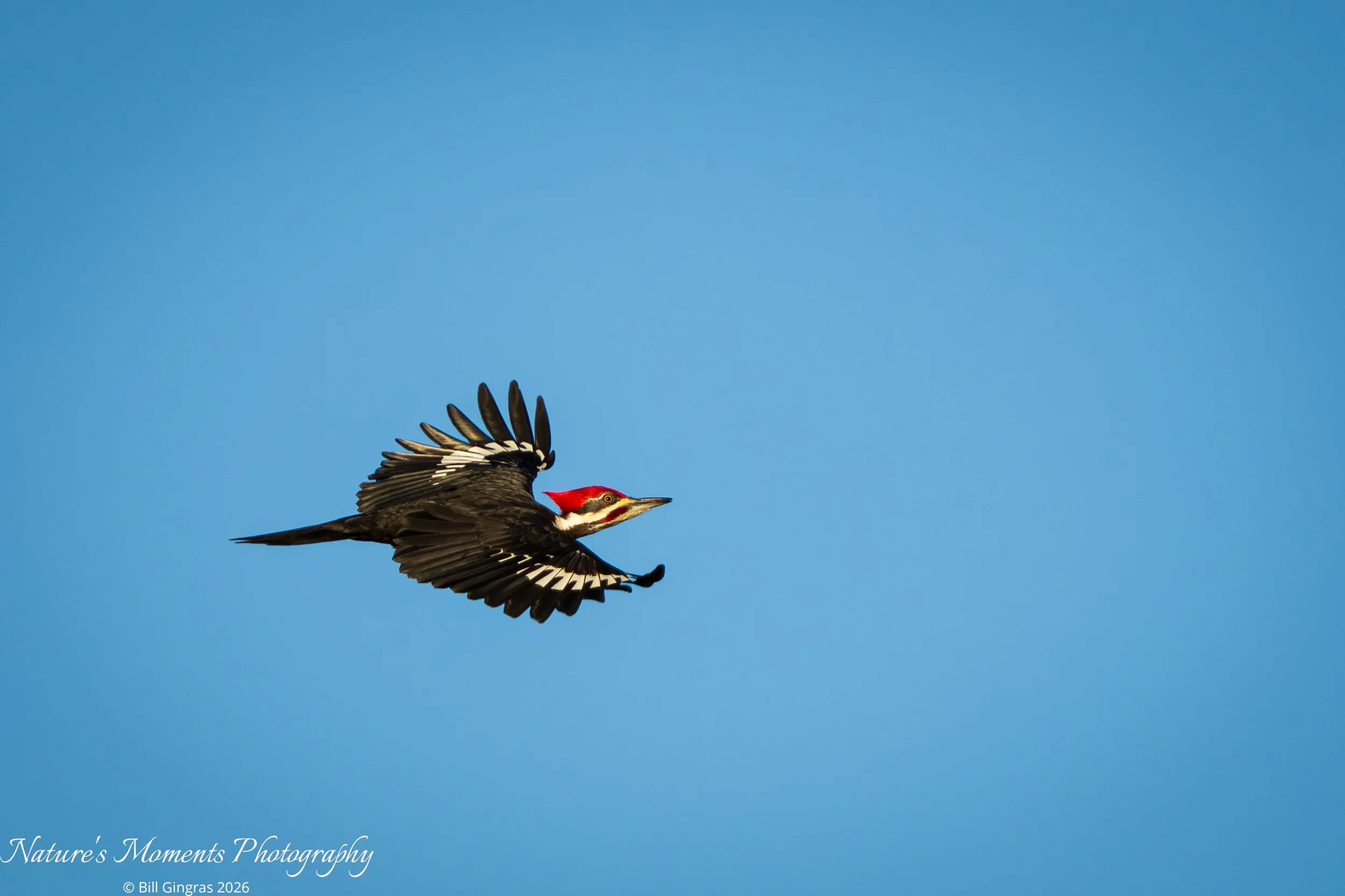 2026-01-20 Birds Woodpecker Apopka FL-1.jpg