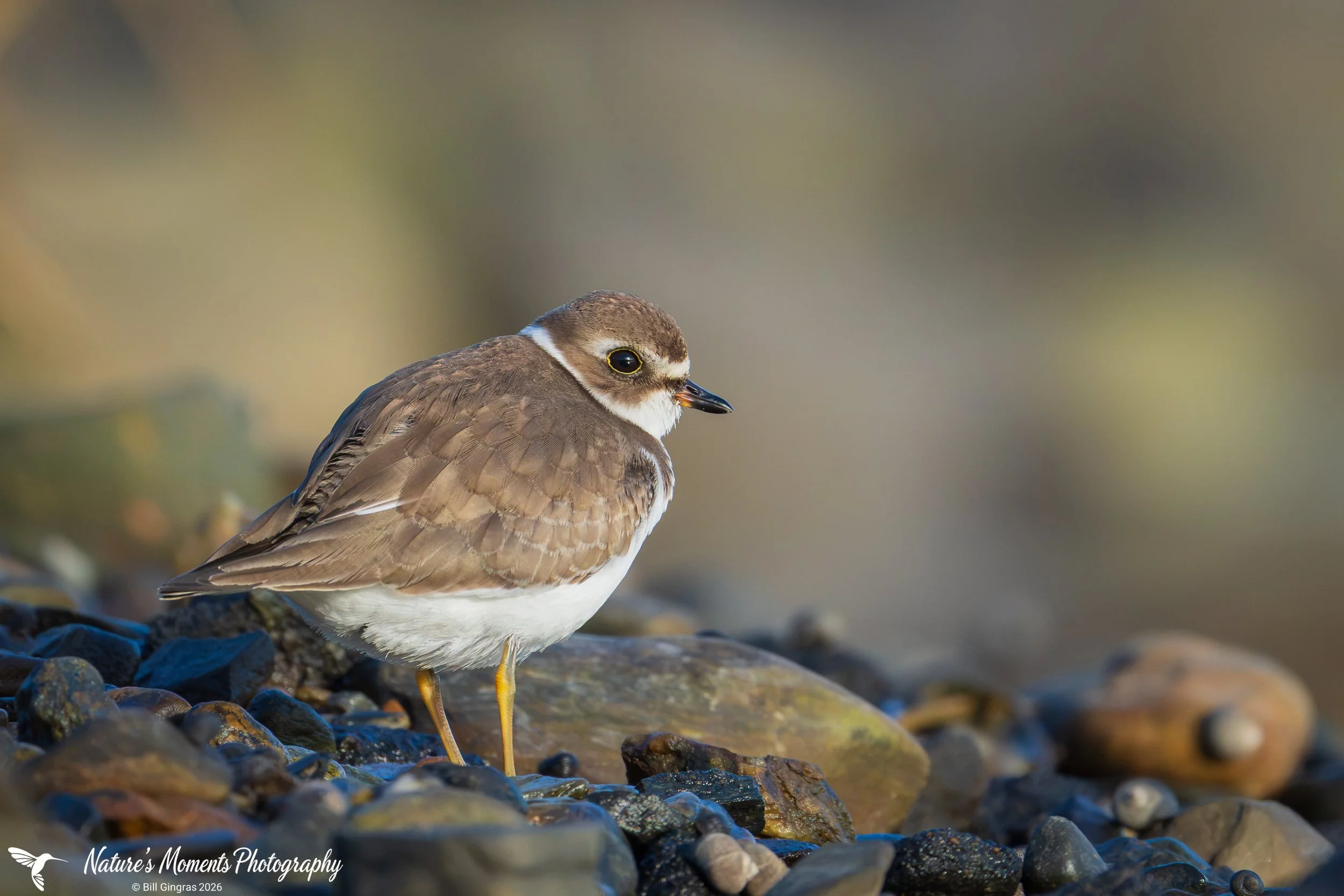 2026-10-09 Wildlife Birds Small Shorebirds Piper Scarborough ME-1.jpg