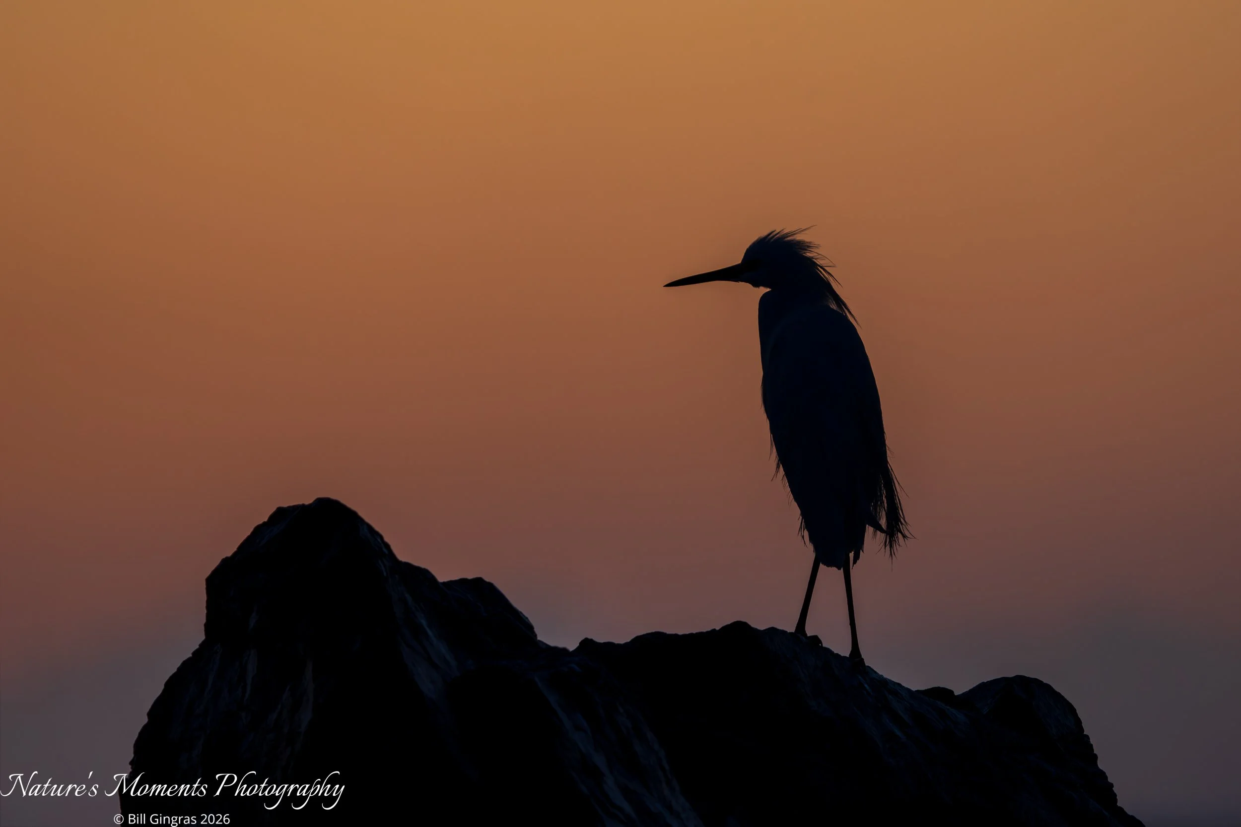 2026-03-21 Birds Wading Birds SNowy Egret NSB FL-1.jpg