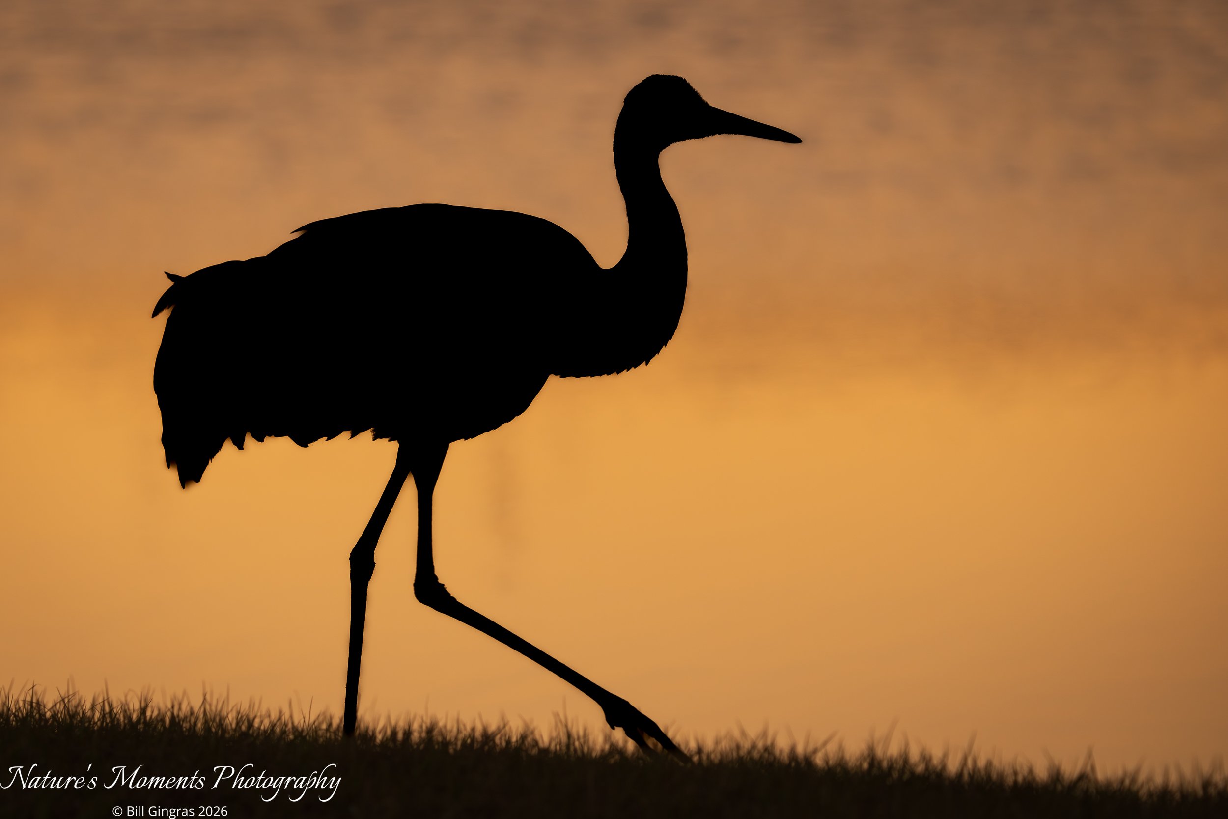2026-01-27 Birds Sandhill Crane Apopka FL-1.jpg
