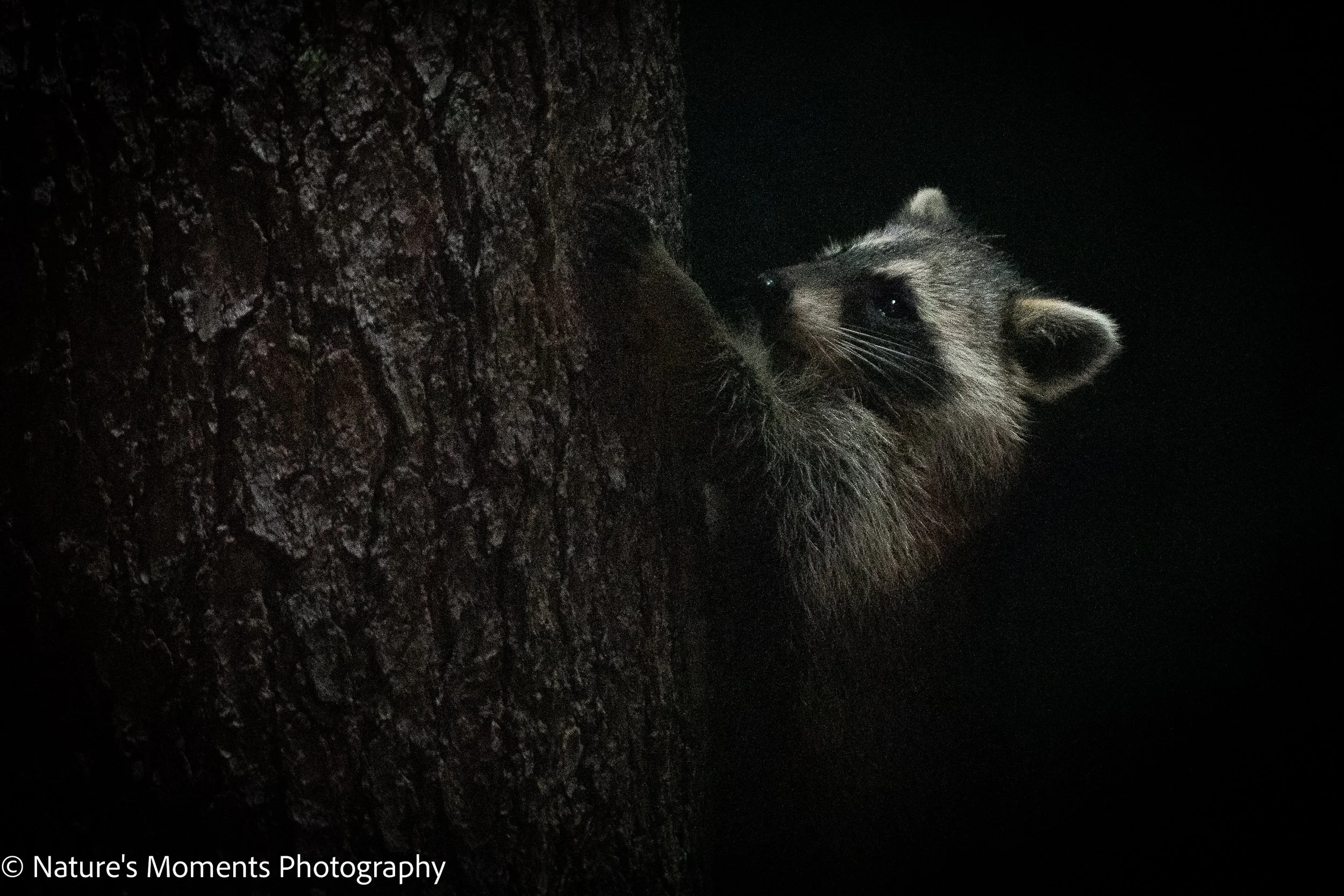 Racoon-1.jpg