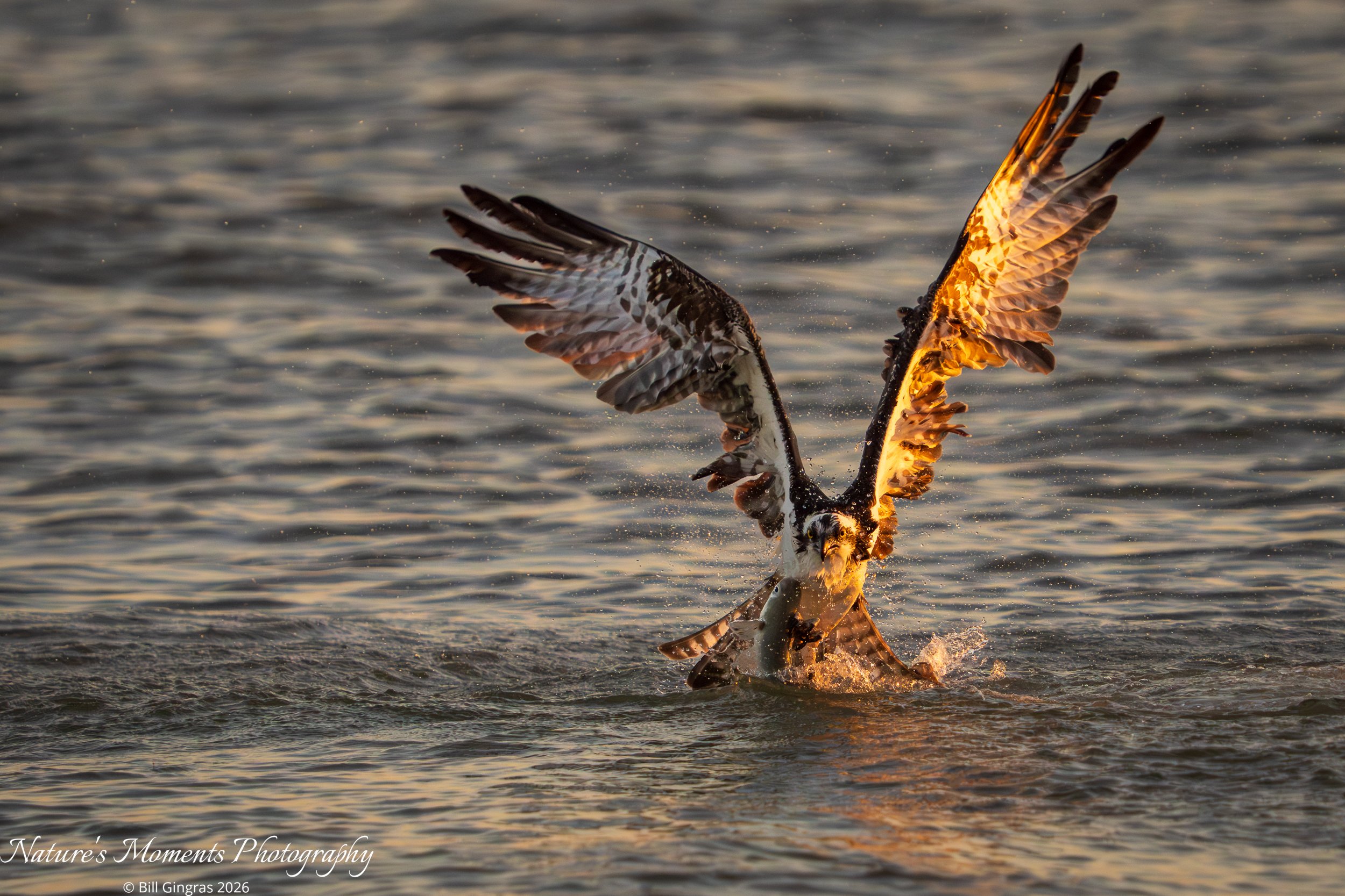 2026-02-20 Birds Birds of Prey Osprey NSB FL-1.jpg