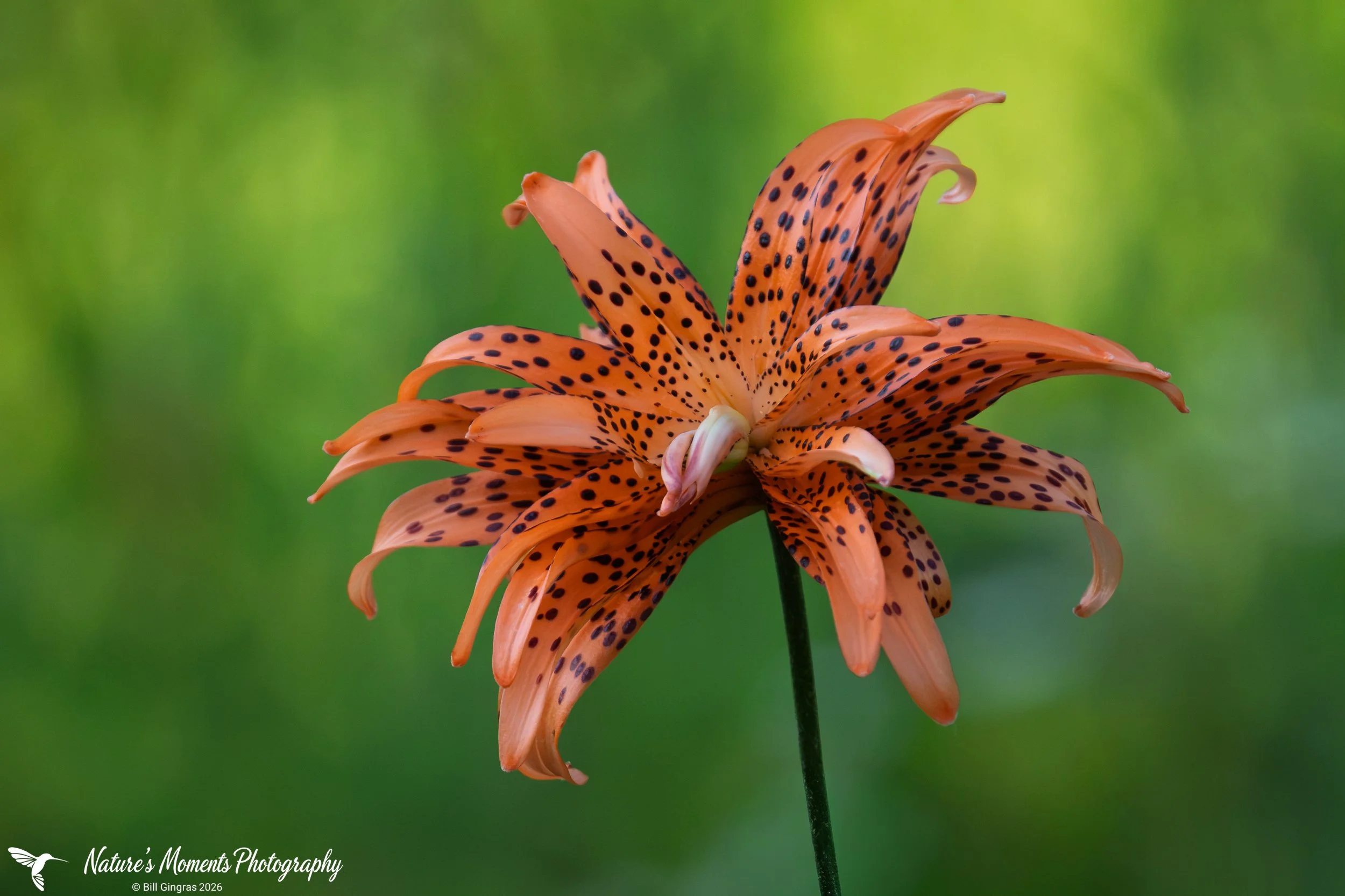 2026-09-06 Landscapes Tiger Lily Community Garden OOB ME-1.jpg