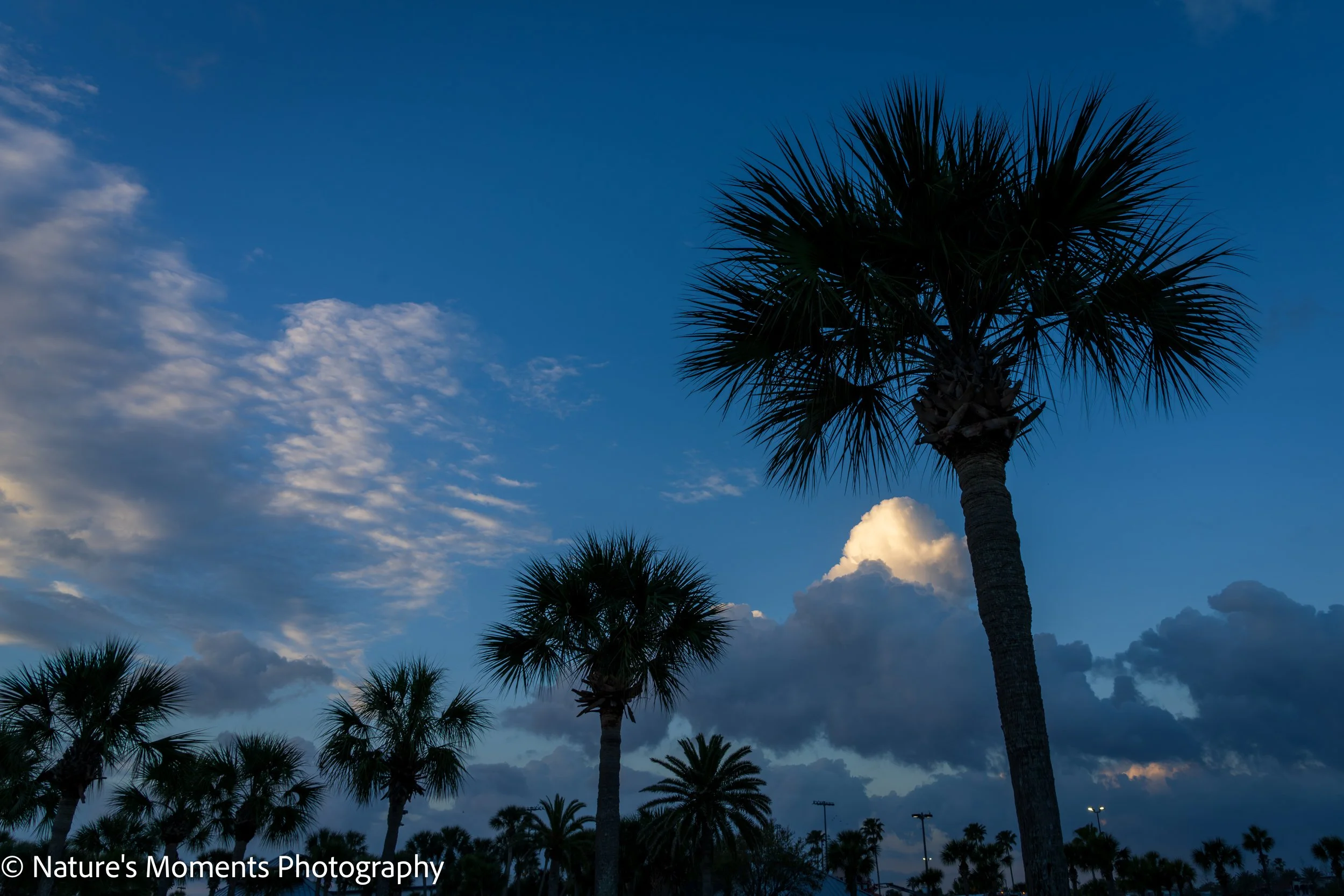 2026-03-26 Landscapes Nightscapes Daytona FL-1.jpg