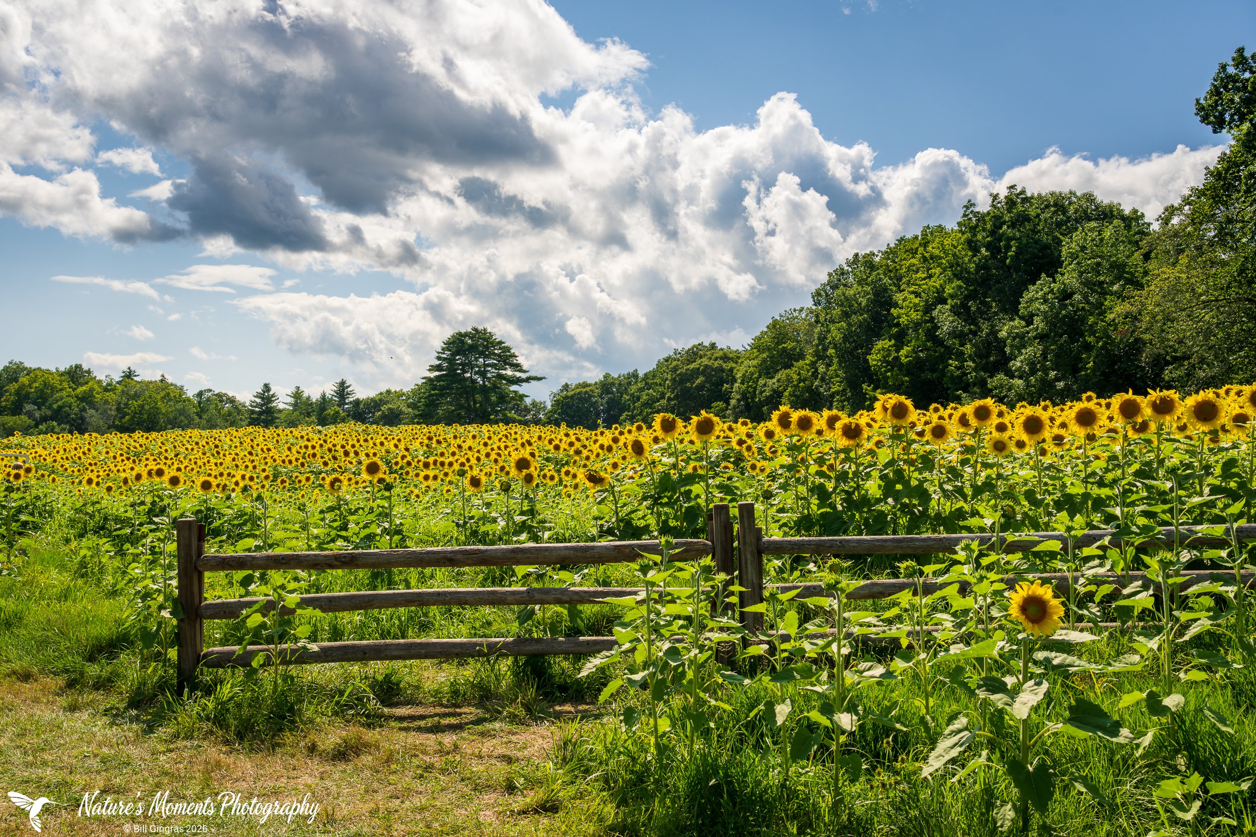 2026-07-31 Landscapes Sunflower Fields Lee NH-1.jpg
