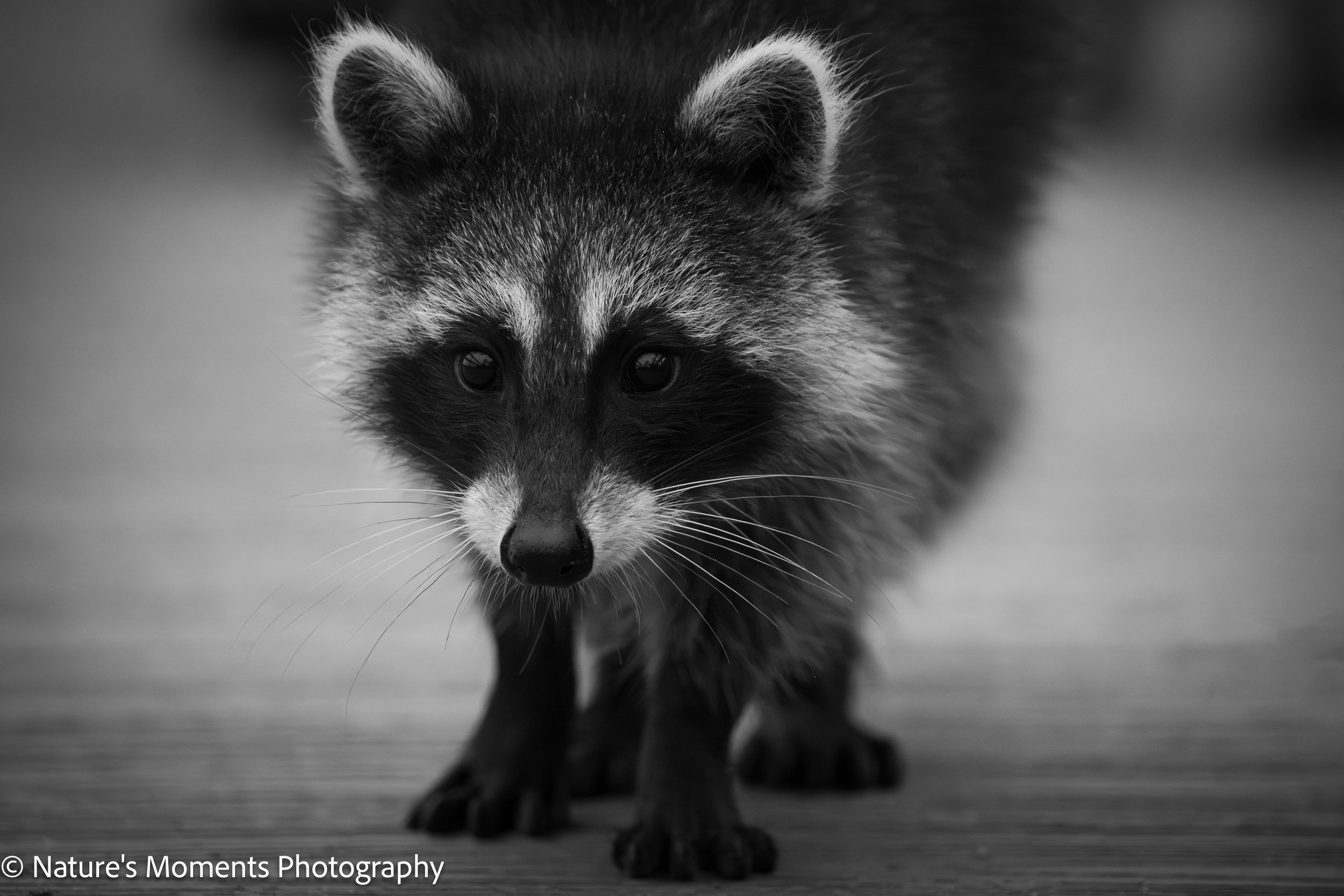 2025-02-14 Wildlife Racoon on Boardwalk FL-1.jpg