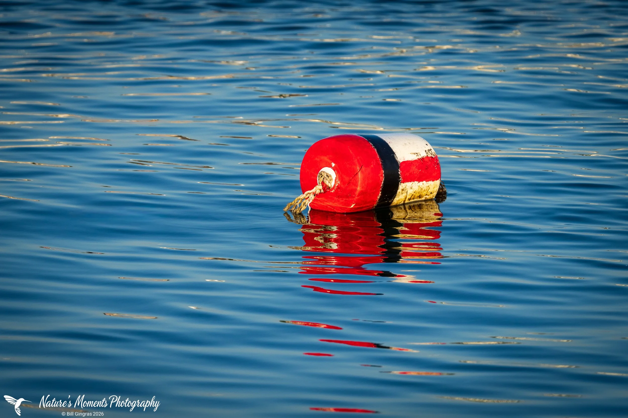 2026-06-24 Landscapes Coastal Buoy Spring Point Ledge ME-1.jpg