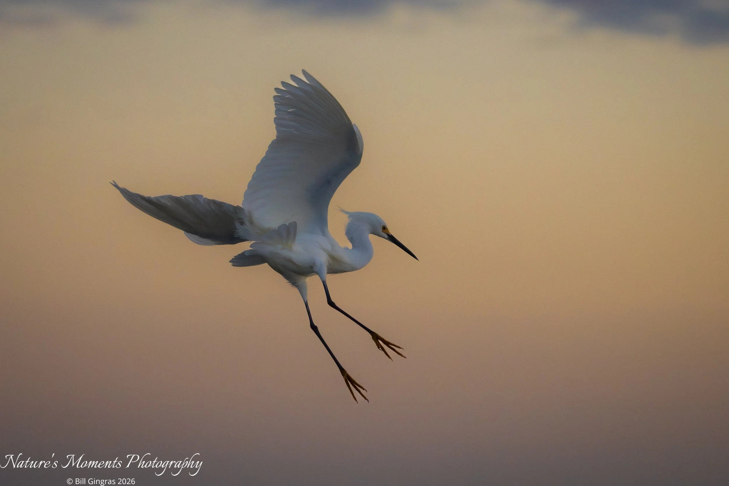 2026-03-14 Birds Wading Birds SNowy Egret NSB Dunes FL-1.jpg
