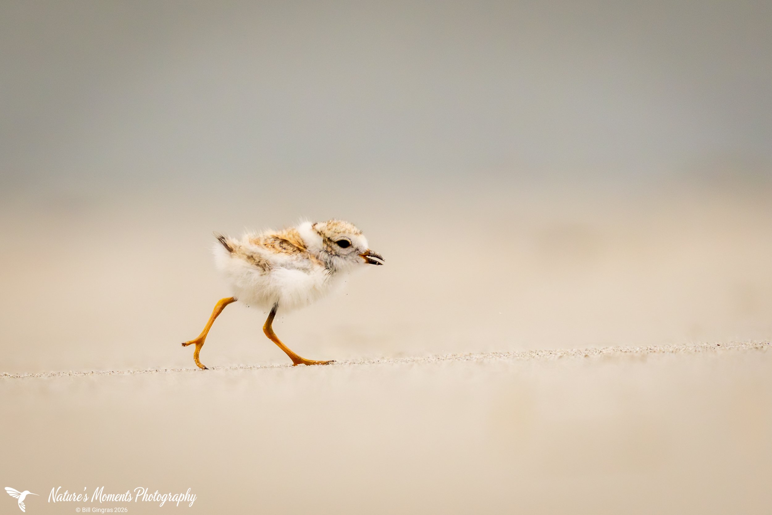 2026-06-18 Birds Shorebirds Piping Plover Chick ME-1.jpg