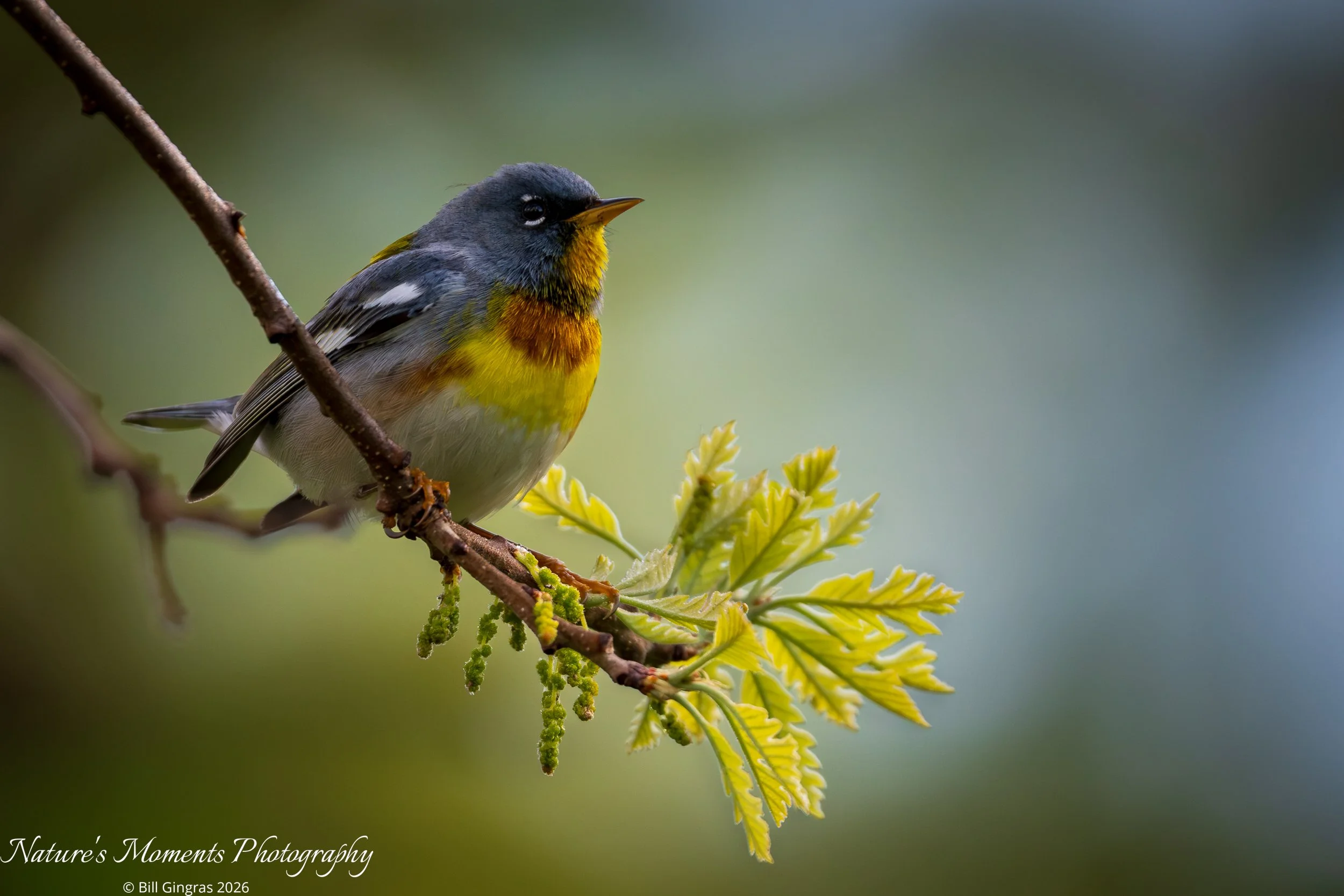 2026-05-16 Birds Sonbirds Northern Parula Warbler Capisic Pond ME-1.jpg