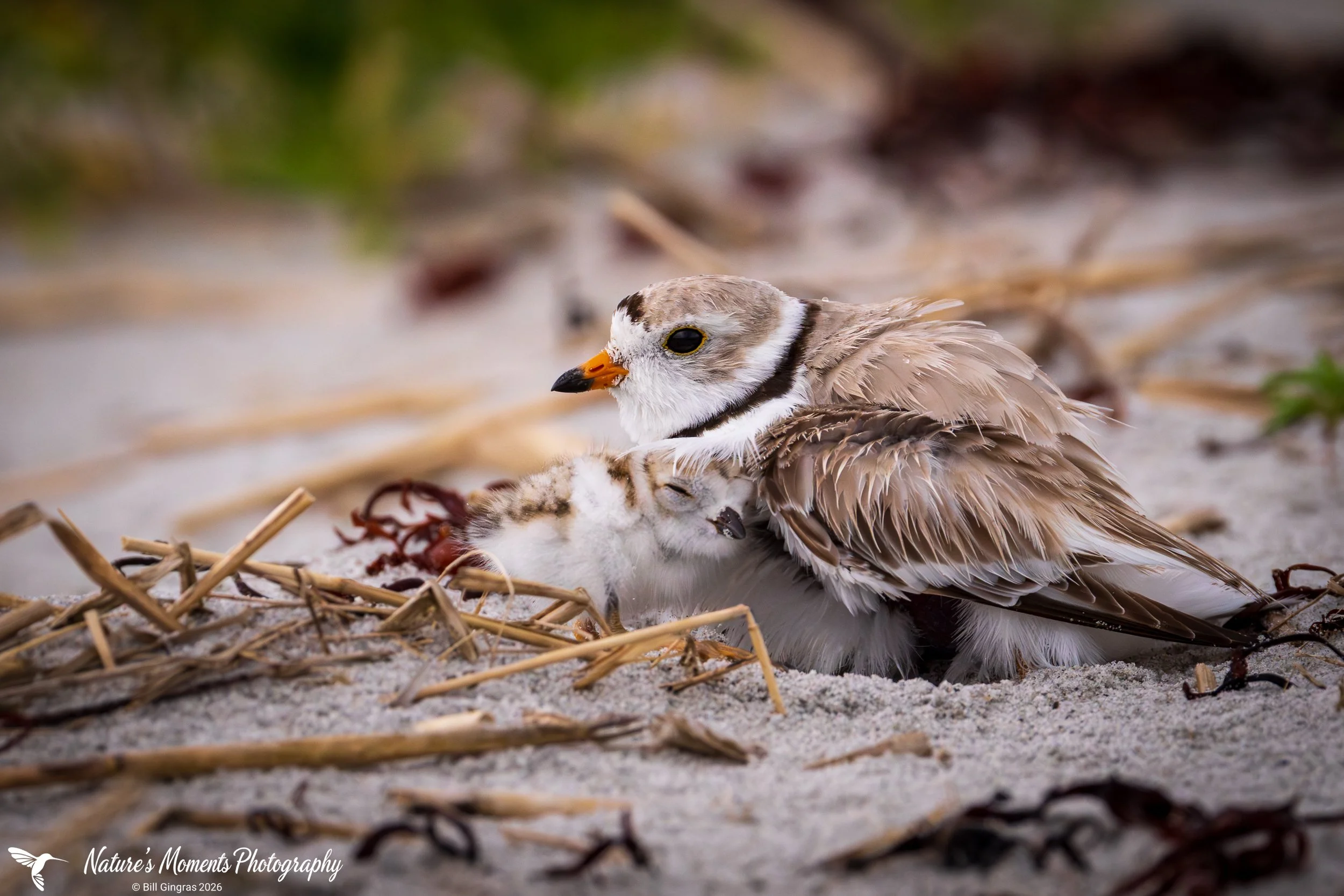 2026-06-18 Birds Shorebirds Piping Plover and Chick ME-1.jpg
